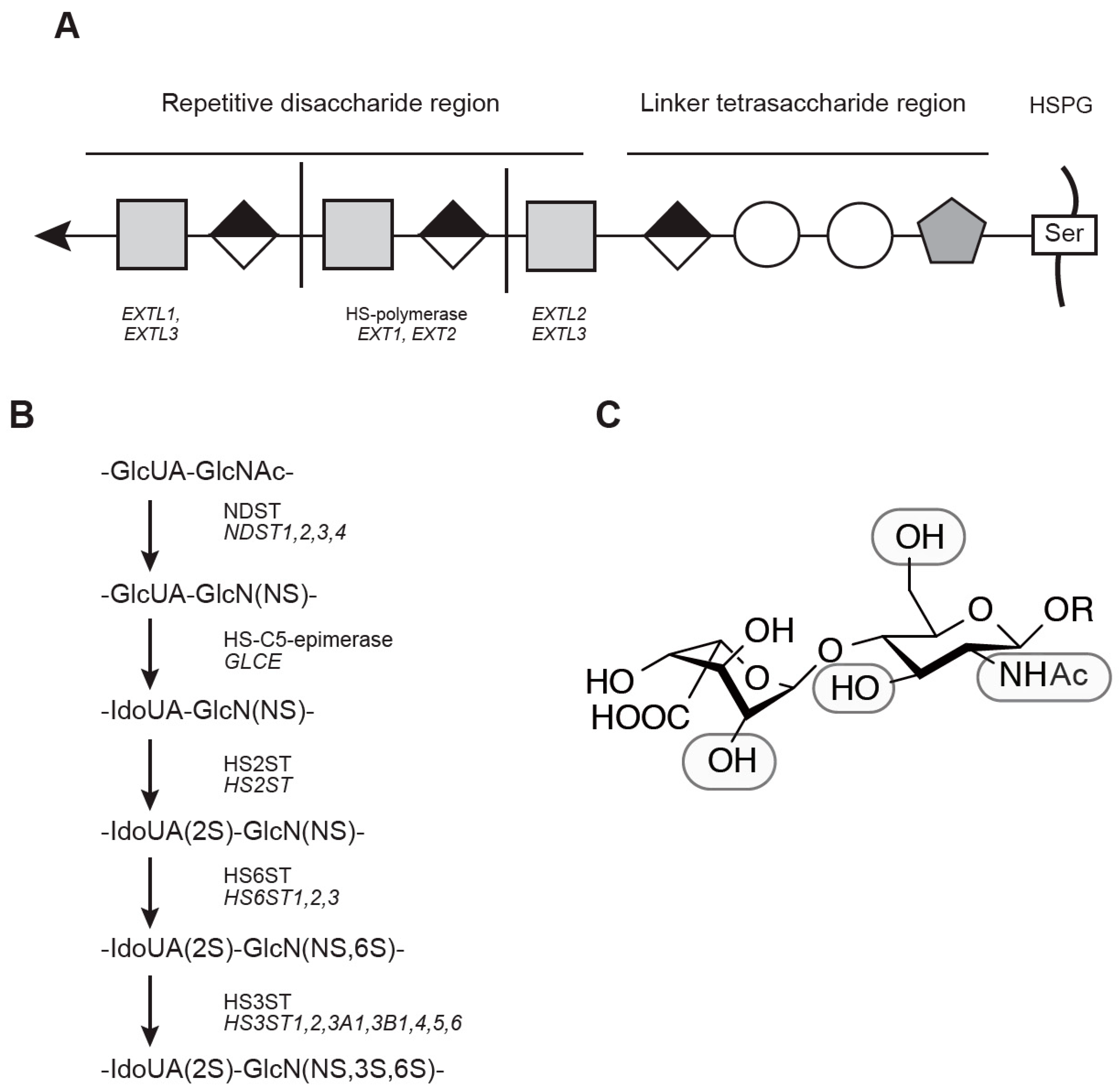 Ijms Free Full Text Physiology And Pathophysiology Of Heparan Sulfate In Animal Models Its Biosynthesis And Degradation Html