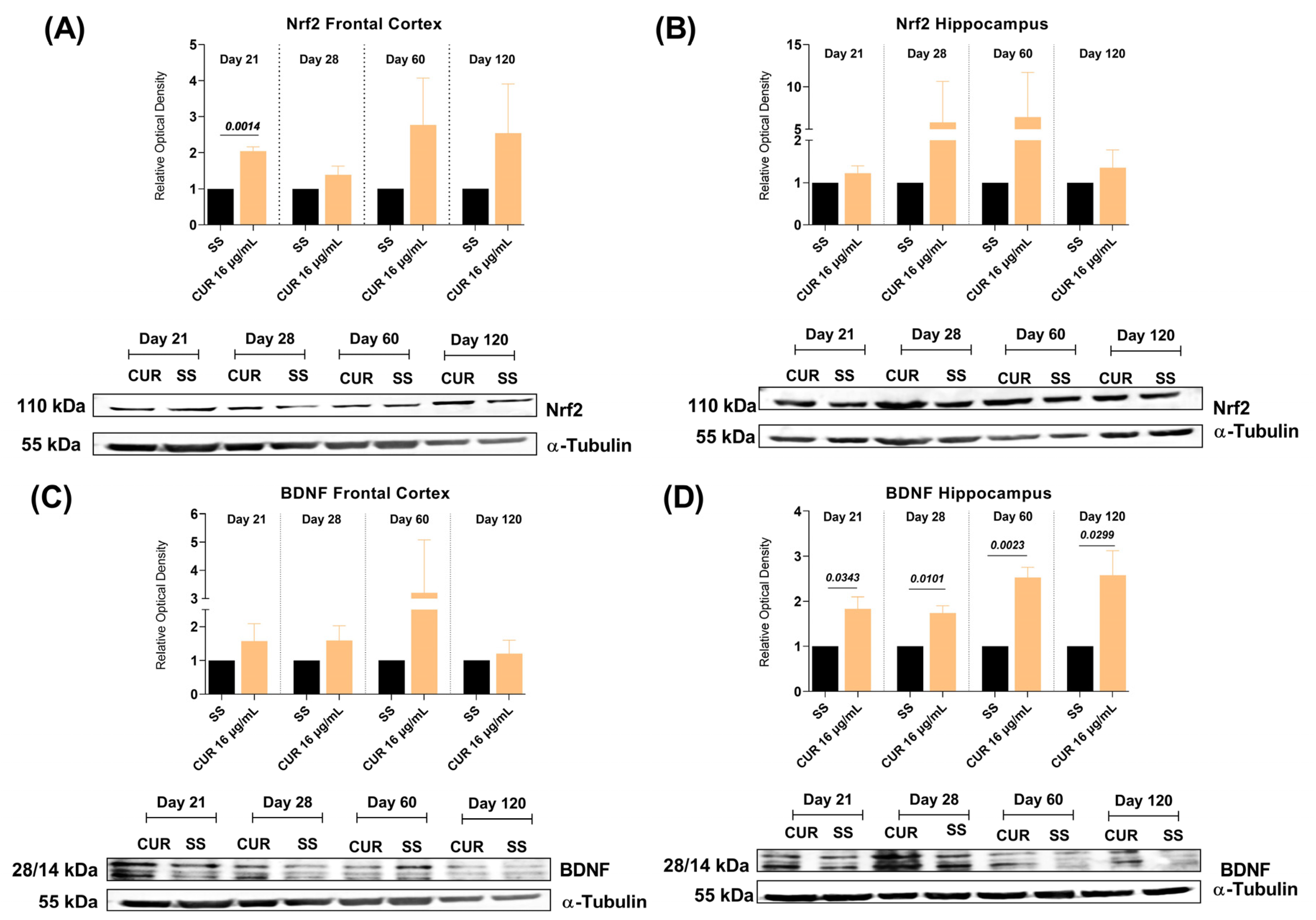IJMS Free FullText Effect of Curcumin in Experimental Pulmonary