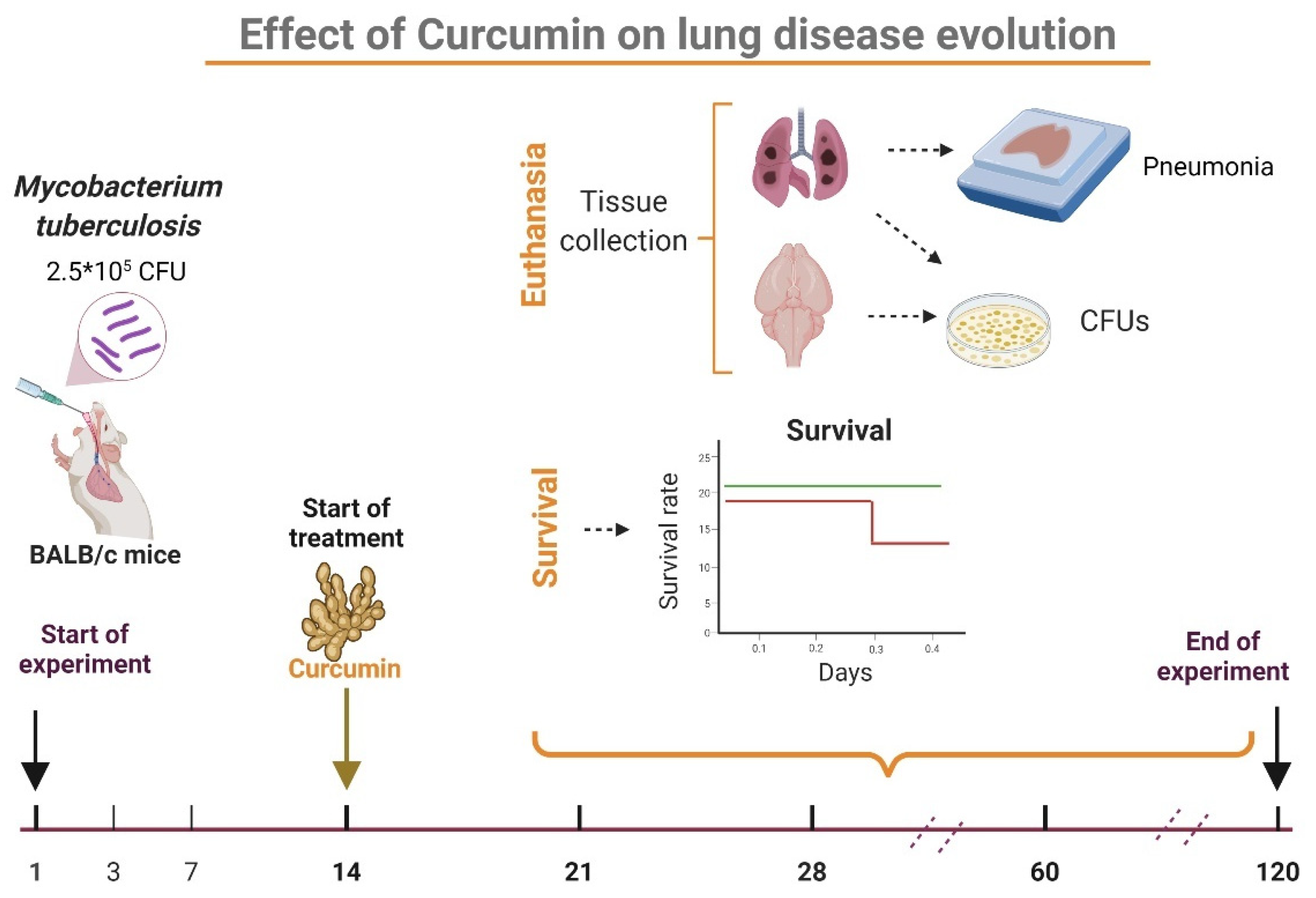 IJMS Free FullText Effect of Curcumin in Experimental Pulmonary