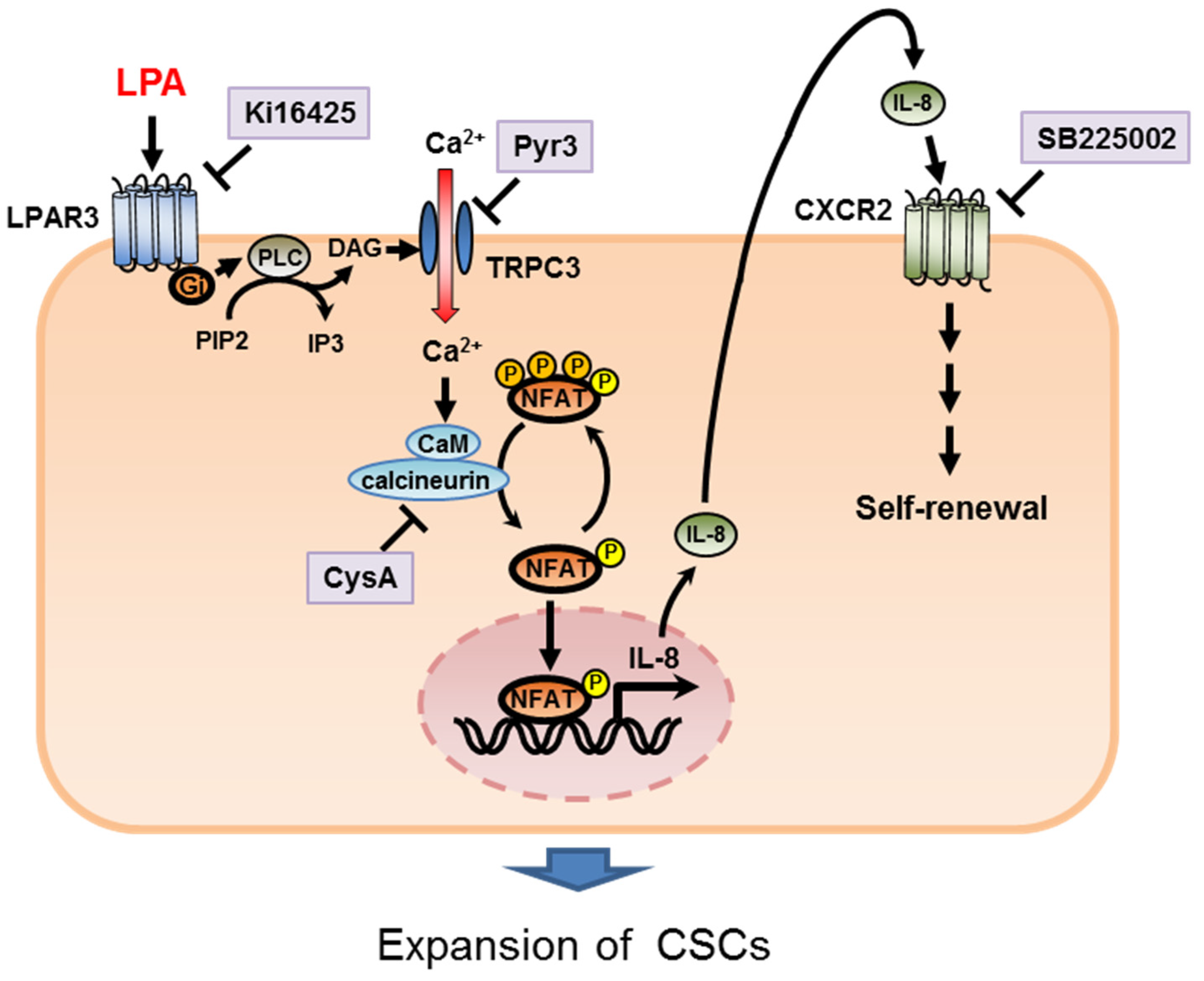 Ijms 23 01967 g010 Ijms 23 01967 g010