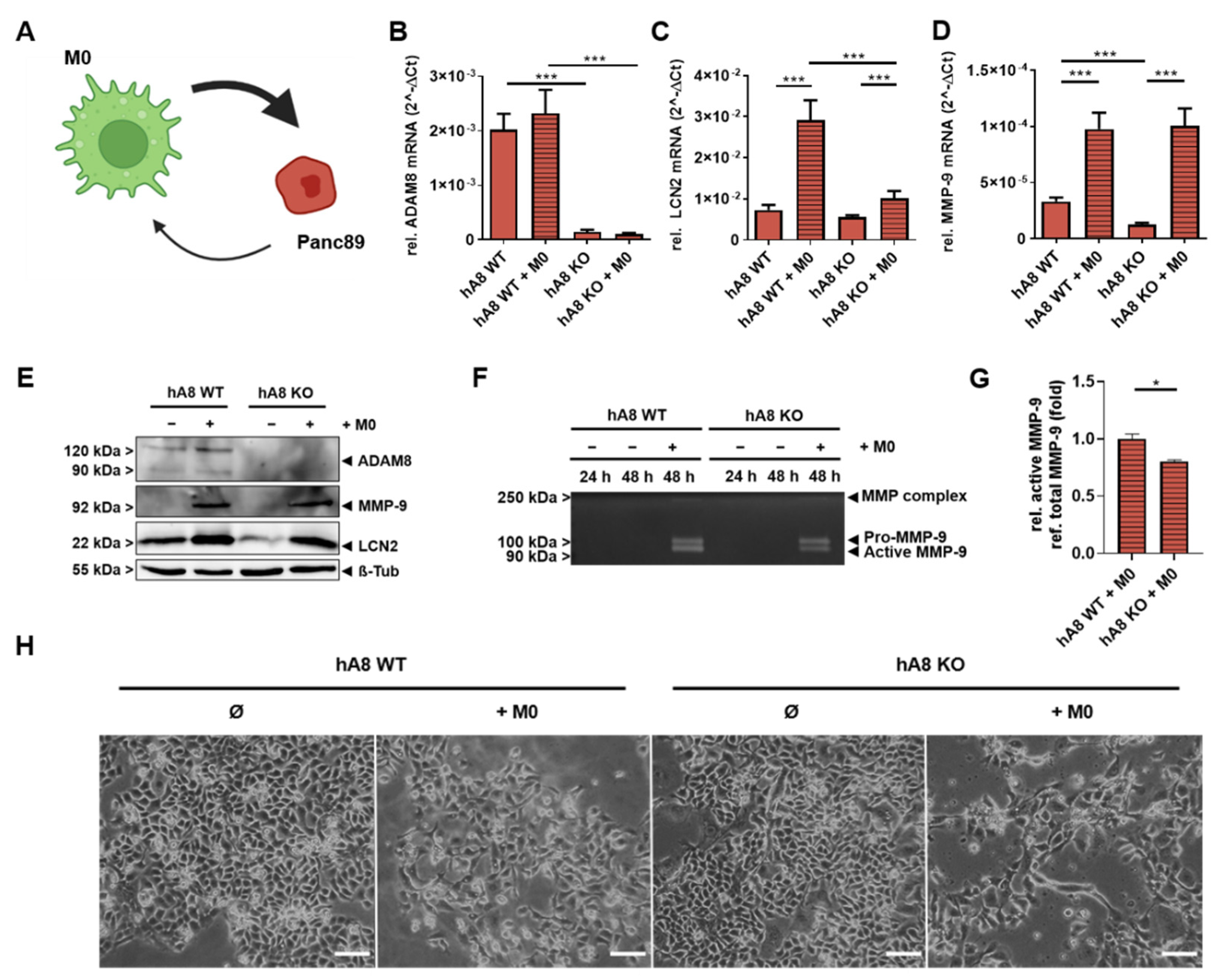 Ijms 23 01976 g006 550