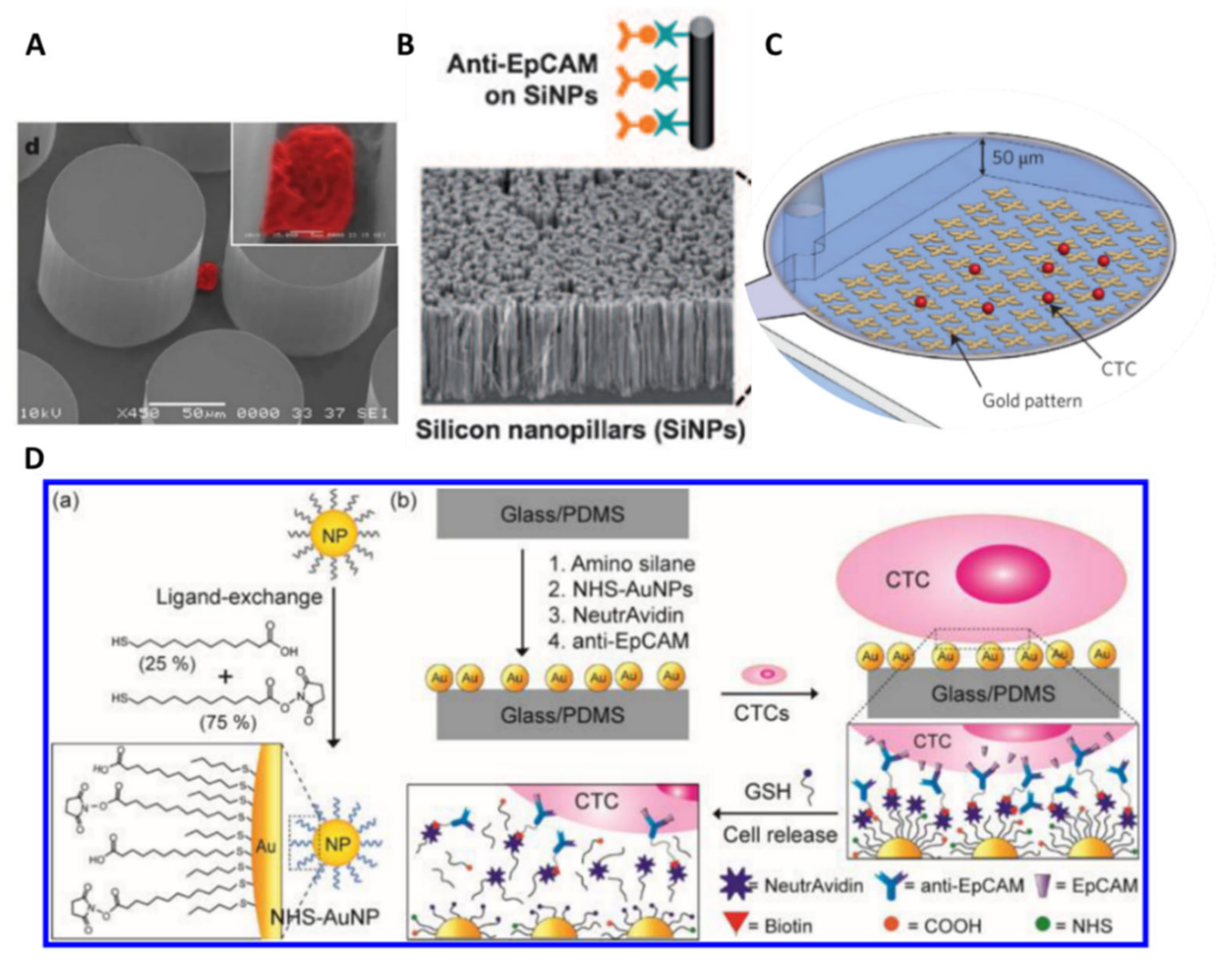 Ijms 23 01981 g007 550