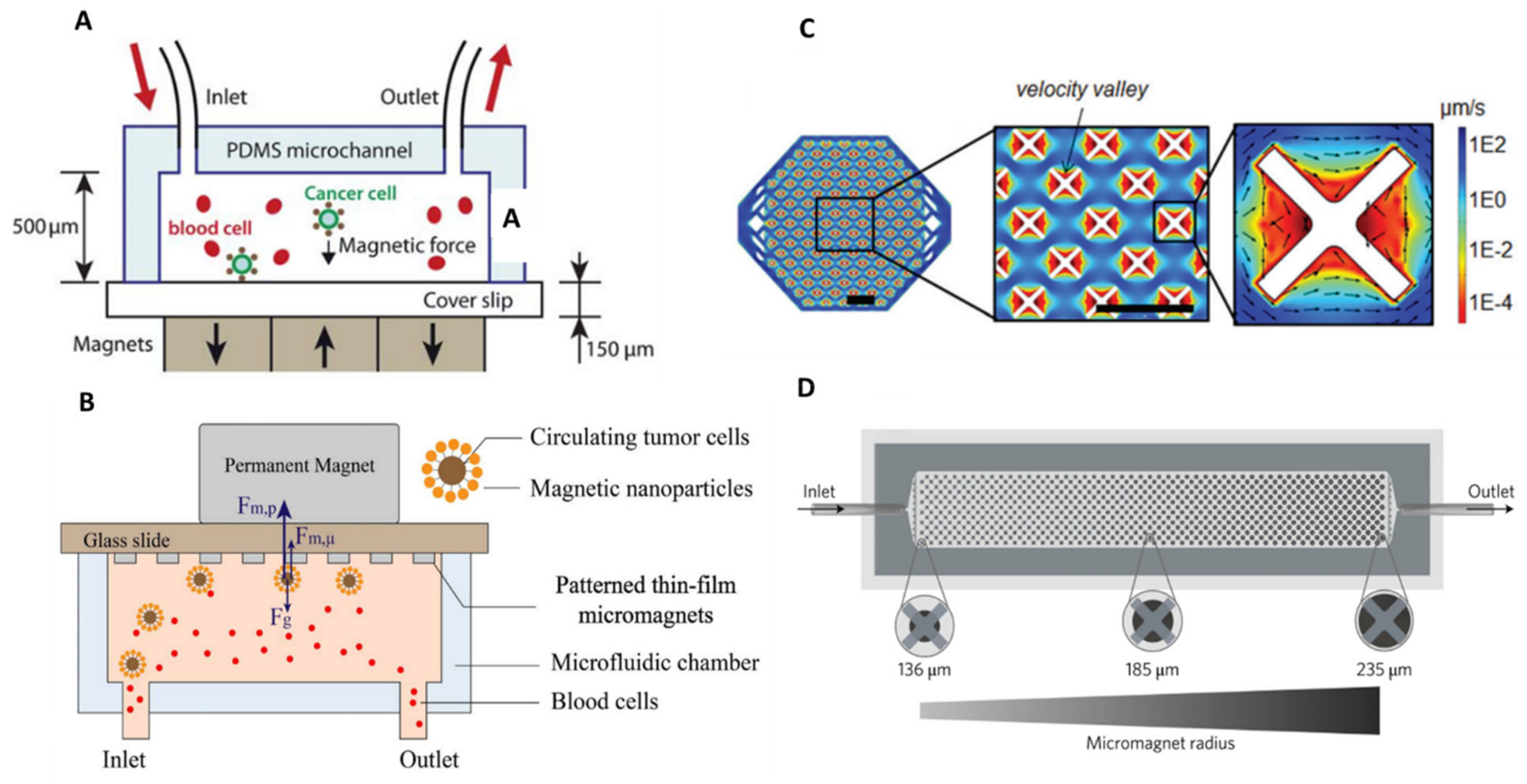 Ijms 23 01981 g008 550