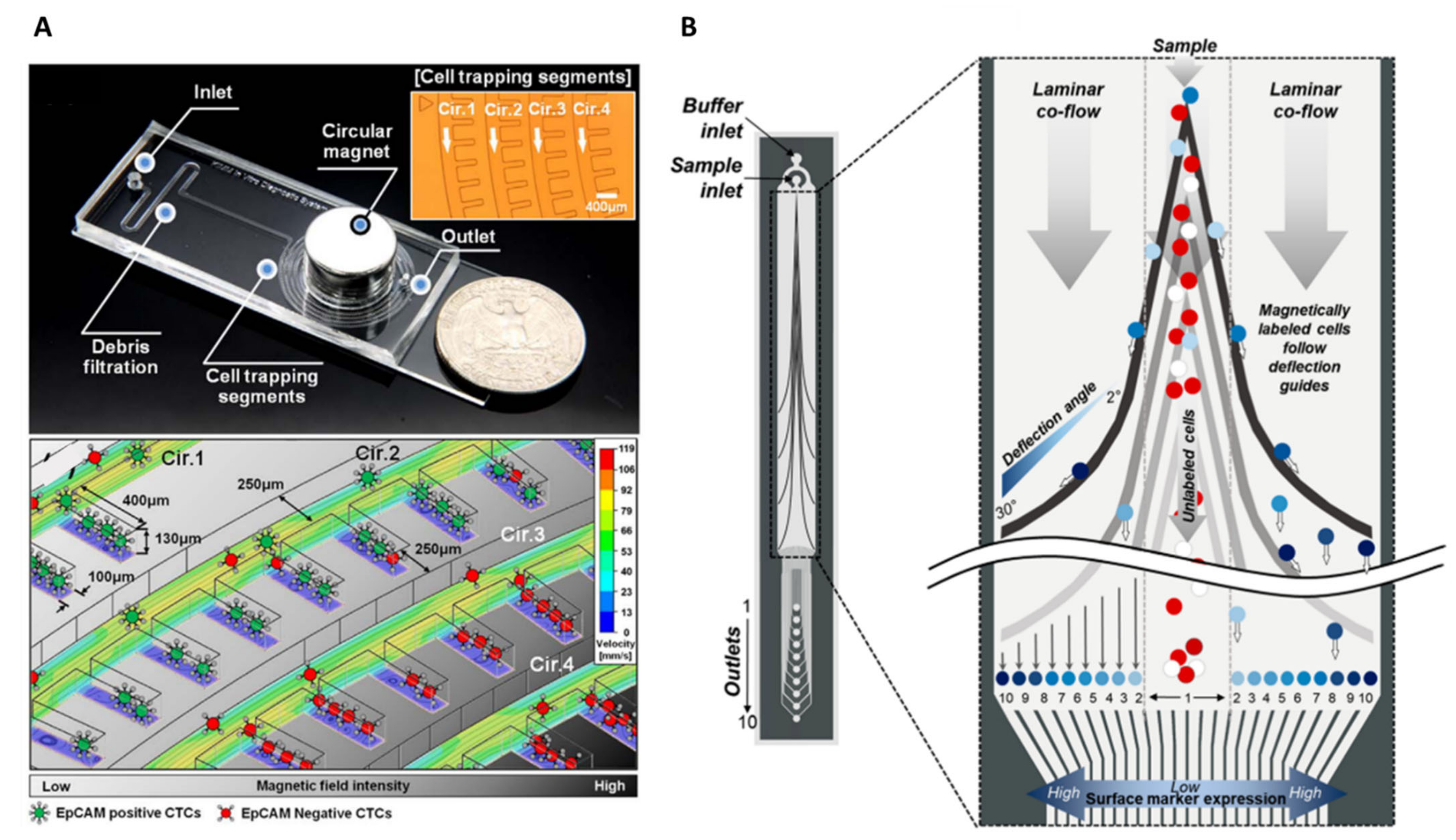 Ijms 23 01981 g010 550