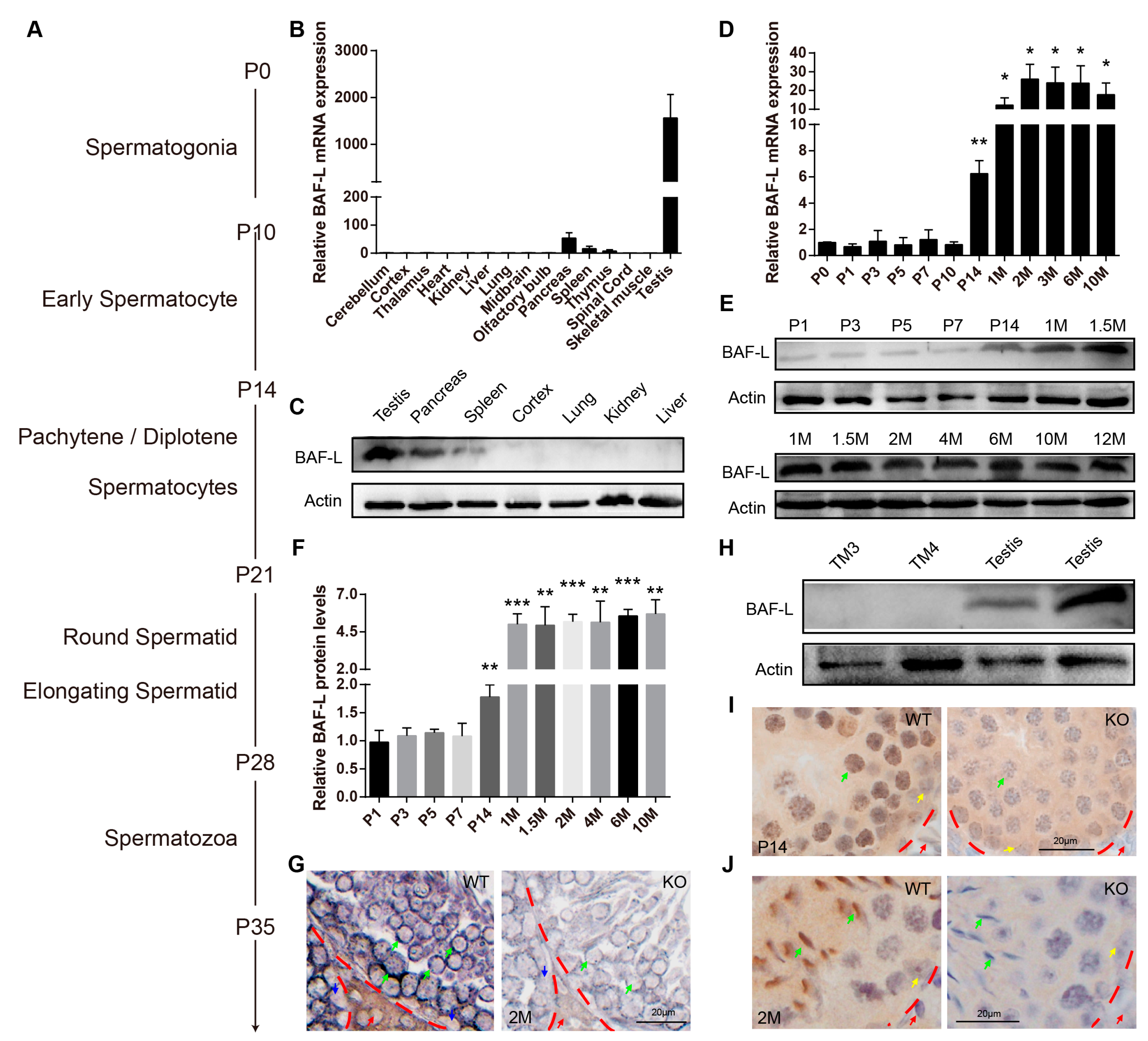 Ijms 23 01985 g002 550