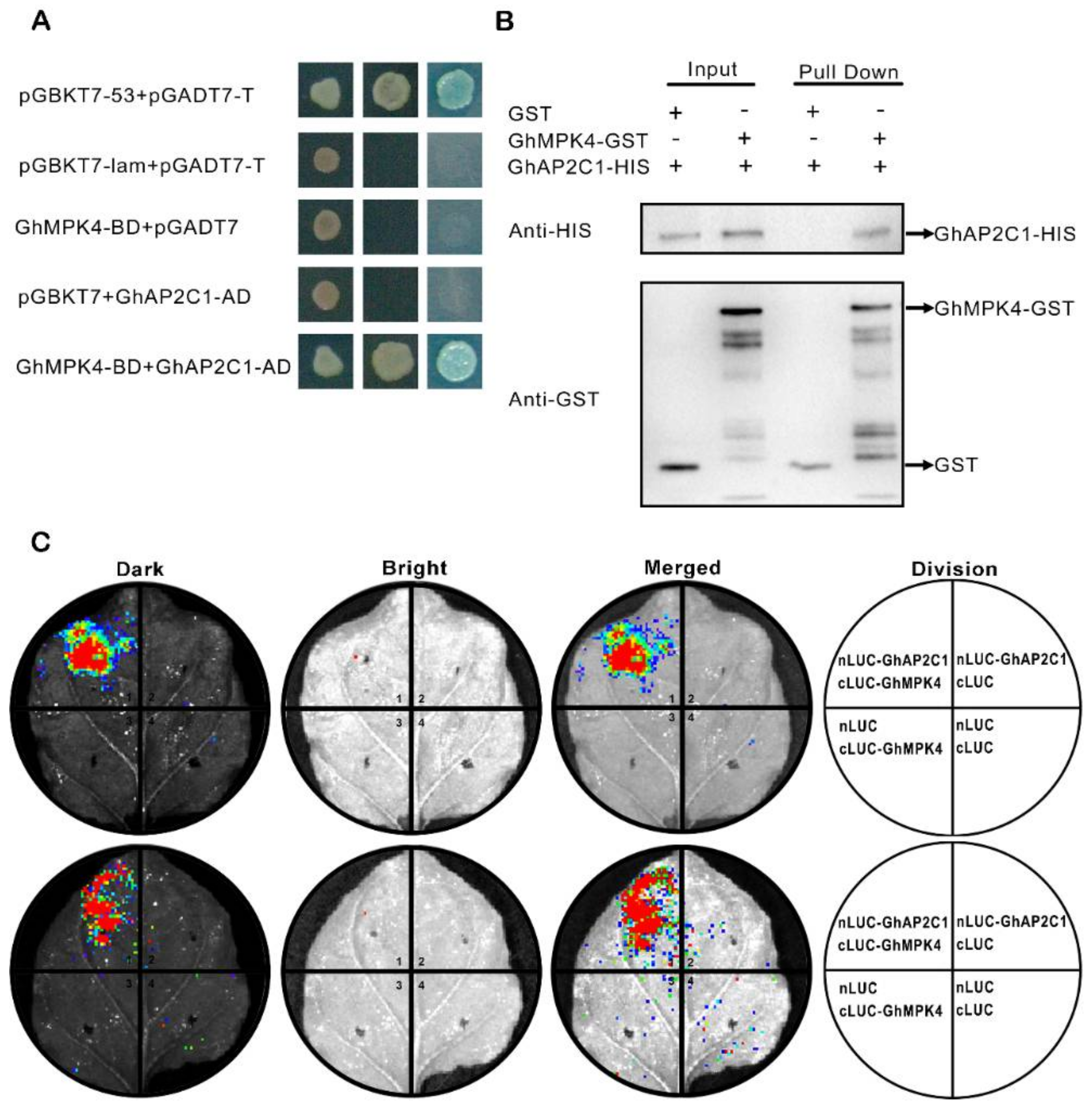 Ijms 23 02014 g004 Ijms 23 02014 g004