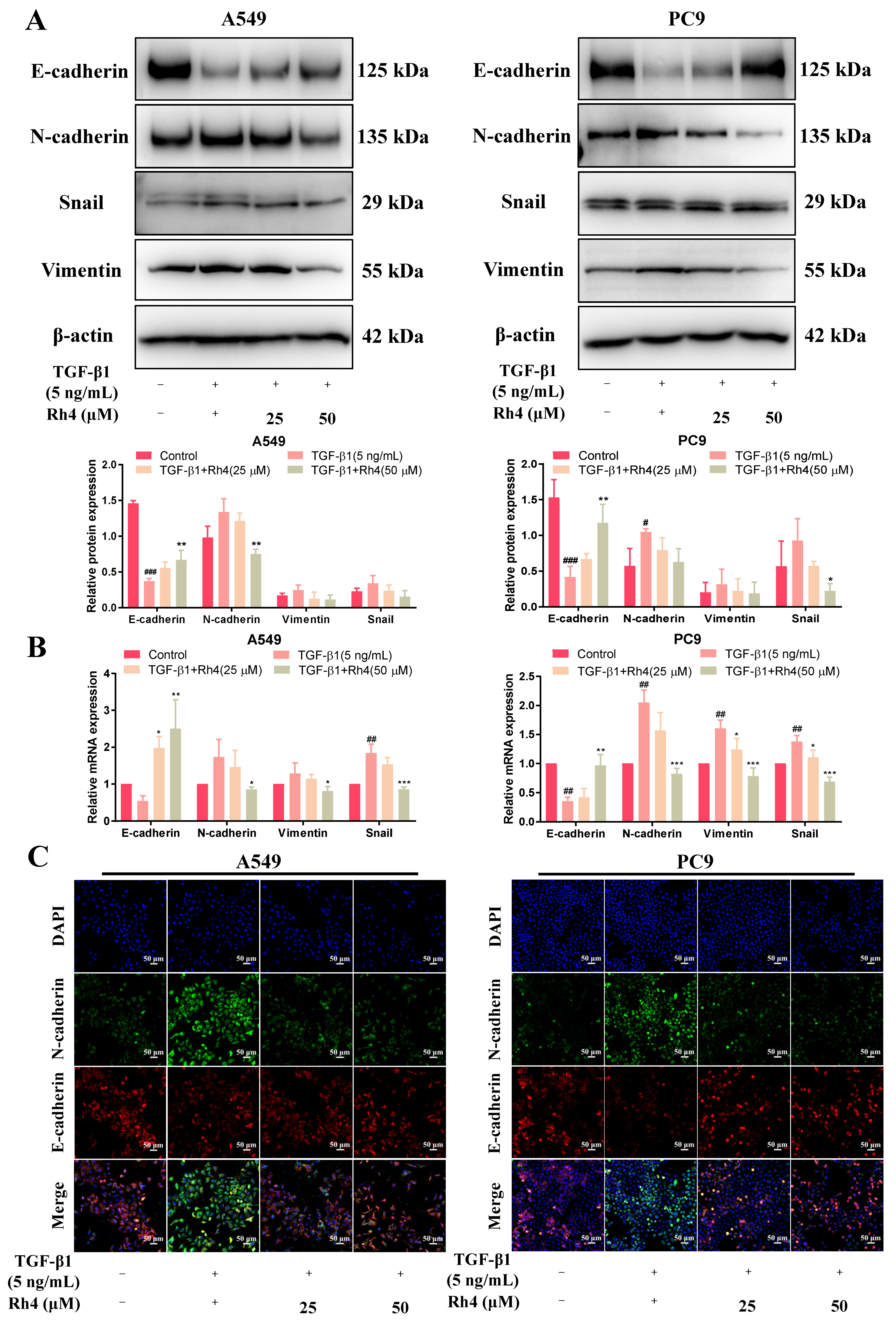 Ijms 23 02018 g005 Ijms 23 02018 g005