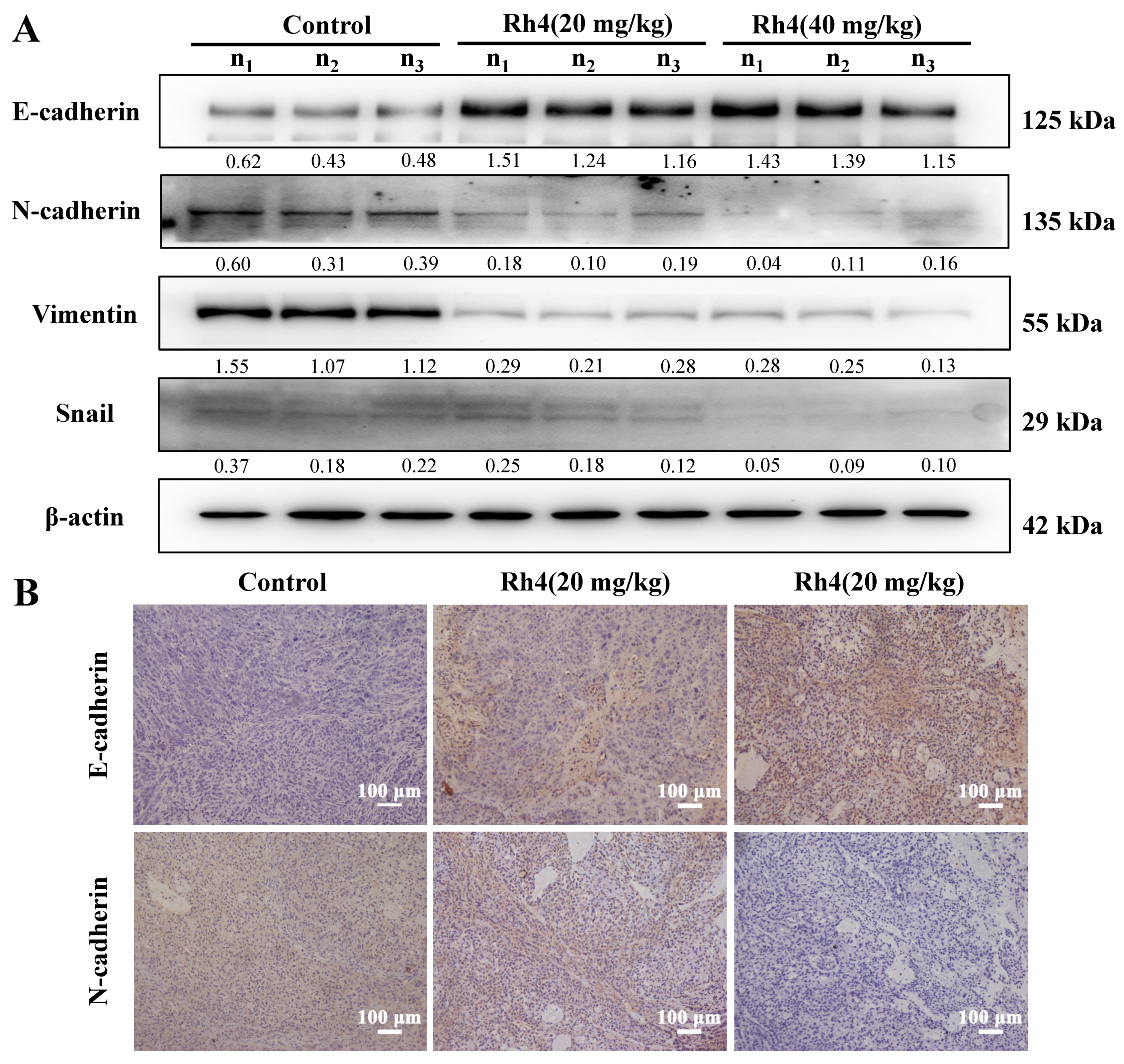 Ijms 23 02018 g006 Ijms 23 02018 g006