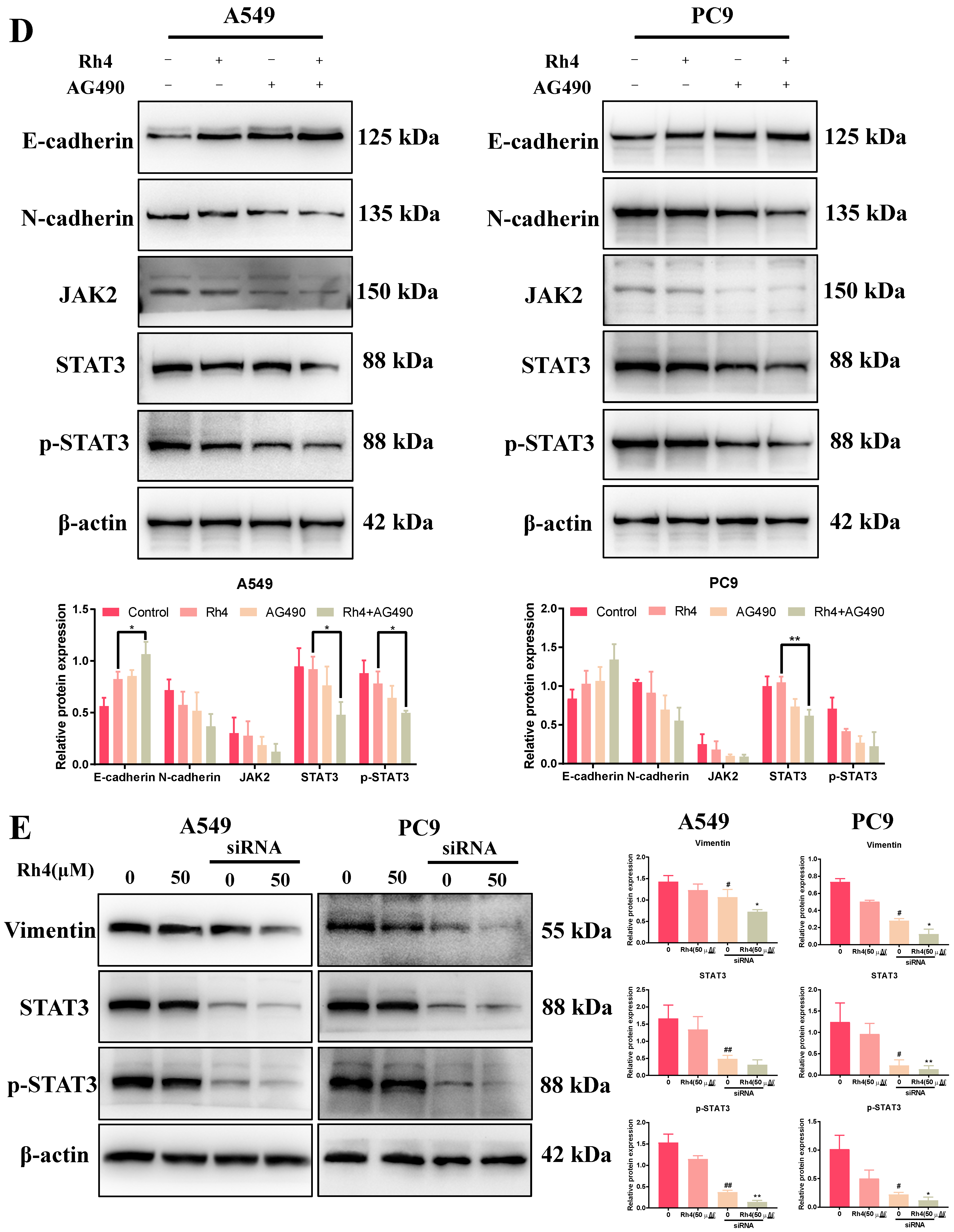 Ijms 23 02018 g007b Ijms 23 02018 g007b