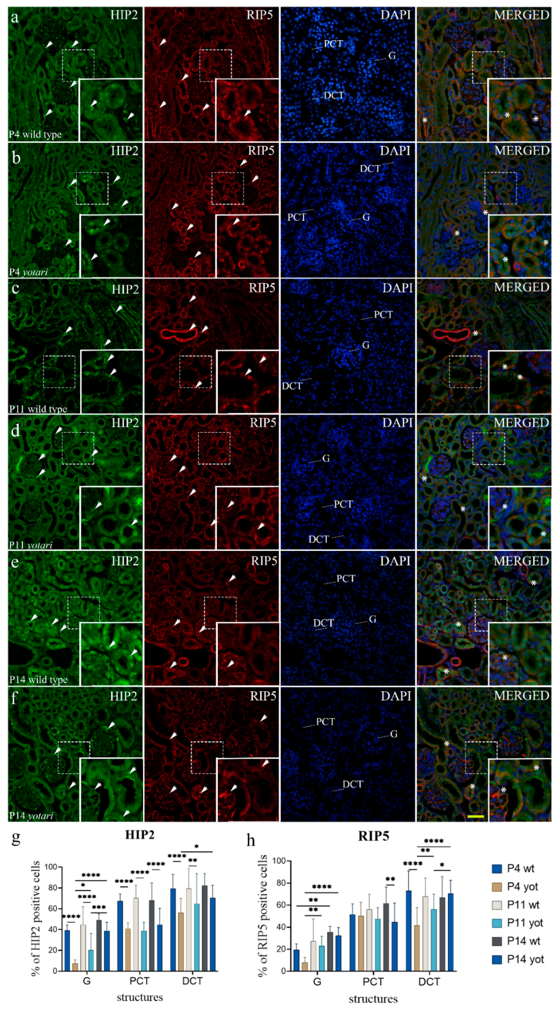 Ijms 23 02025 g004 Ijms 23 02025 g004