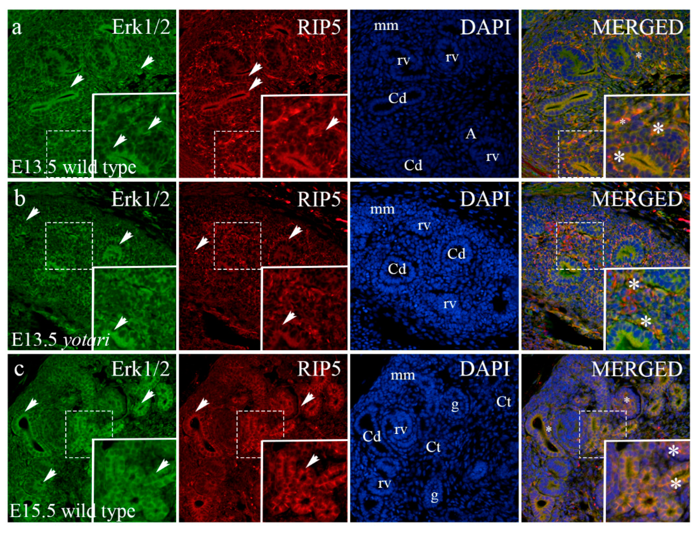 Ijms 23 02025 g005a Ijms 23 02025 g005a