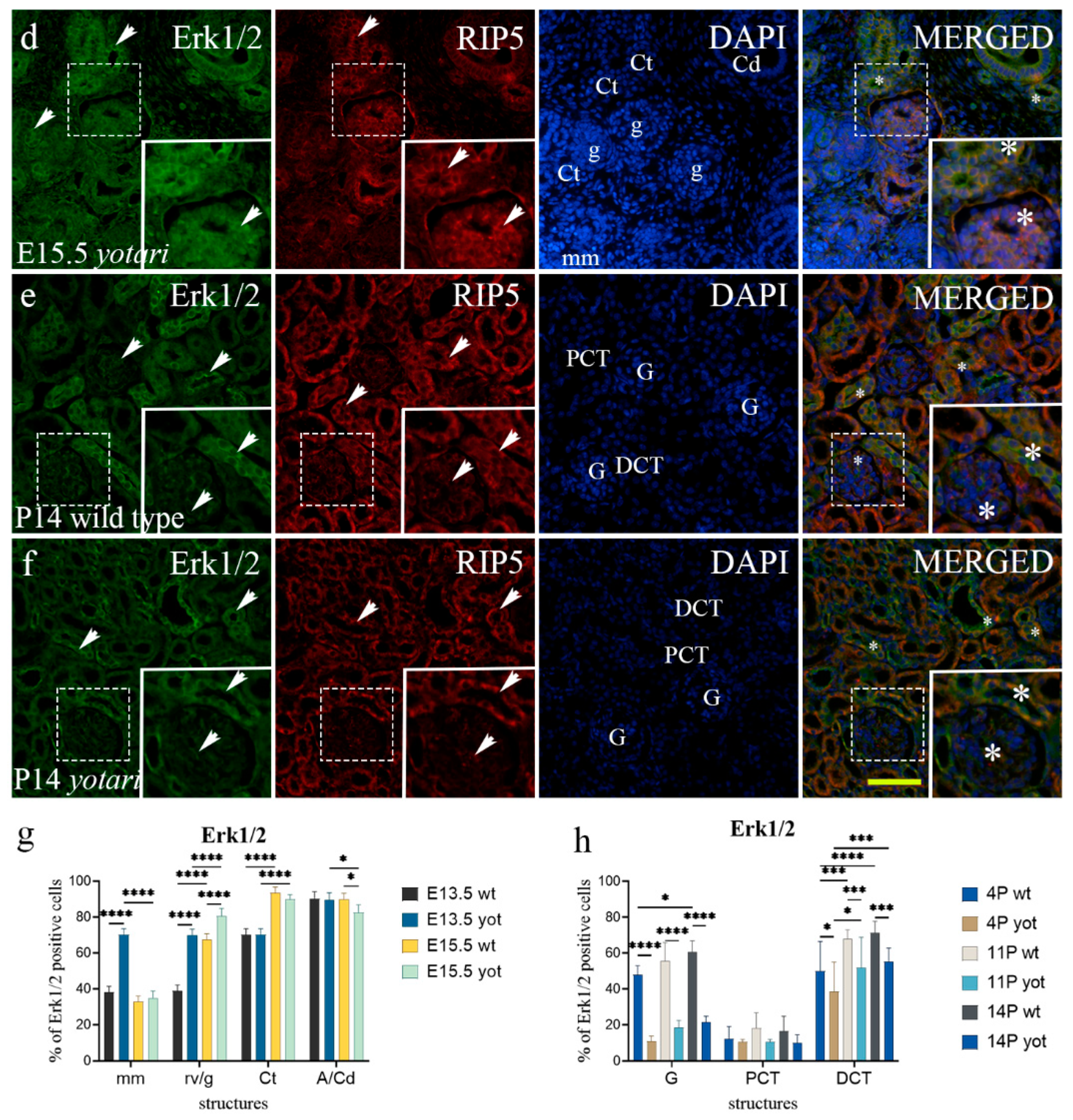 Ijms 23 02025 g005b Ijms 23 02025 g005b
