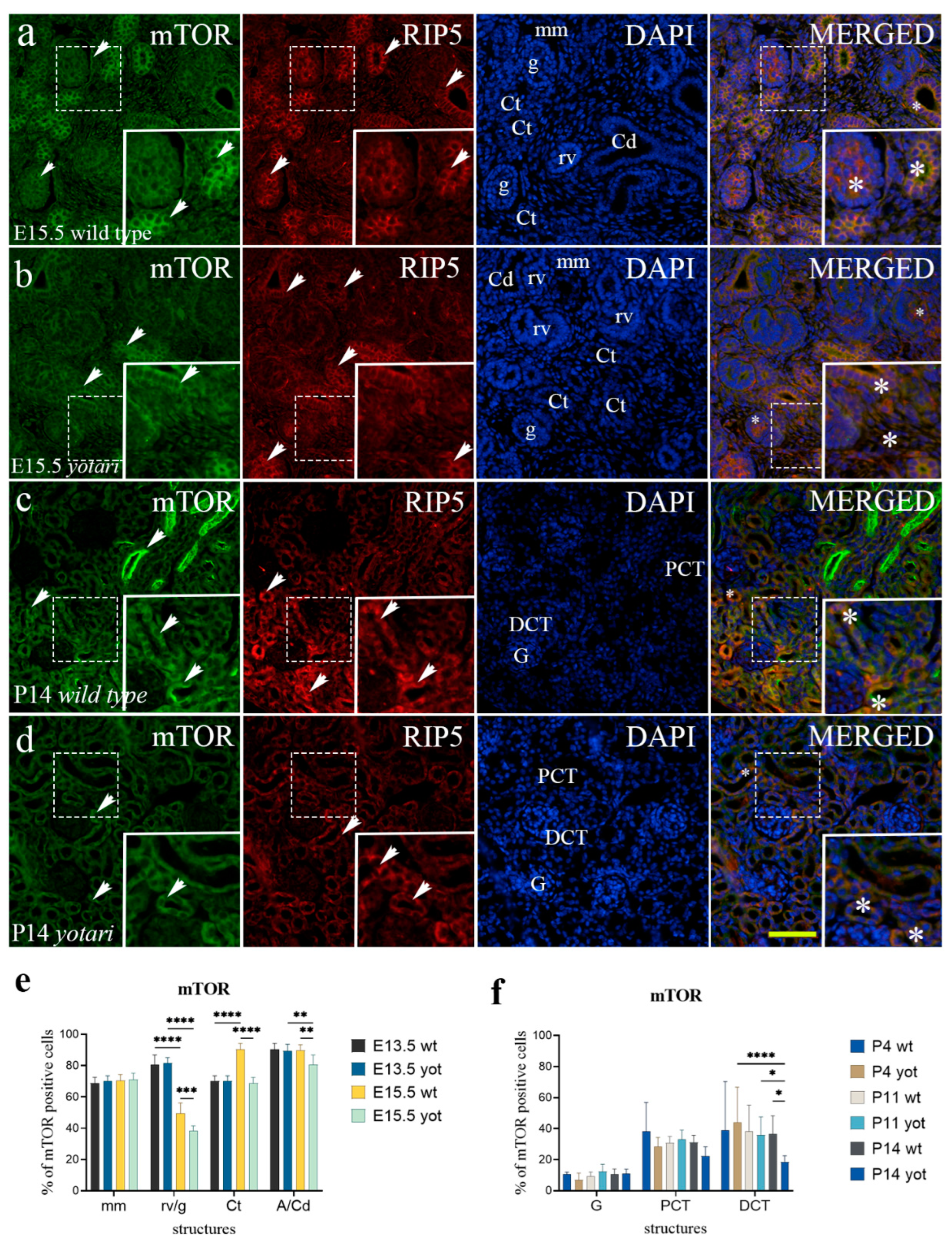 Ijms 23 02025 g006 Ijms 23 02025 g006