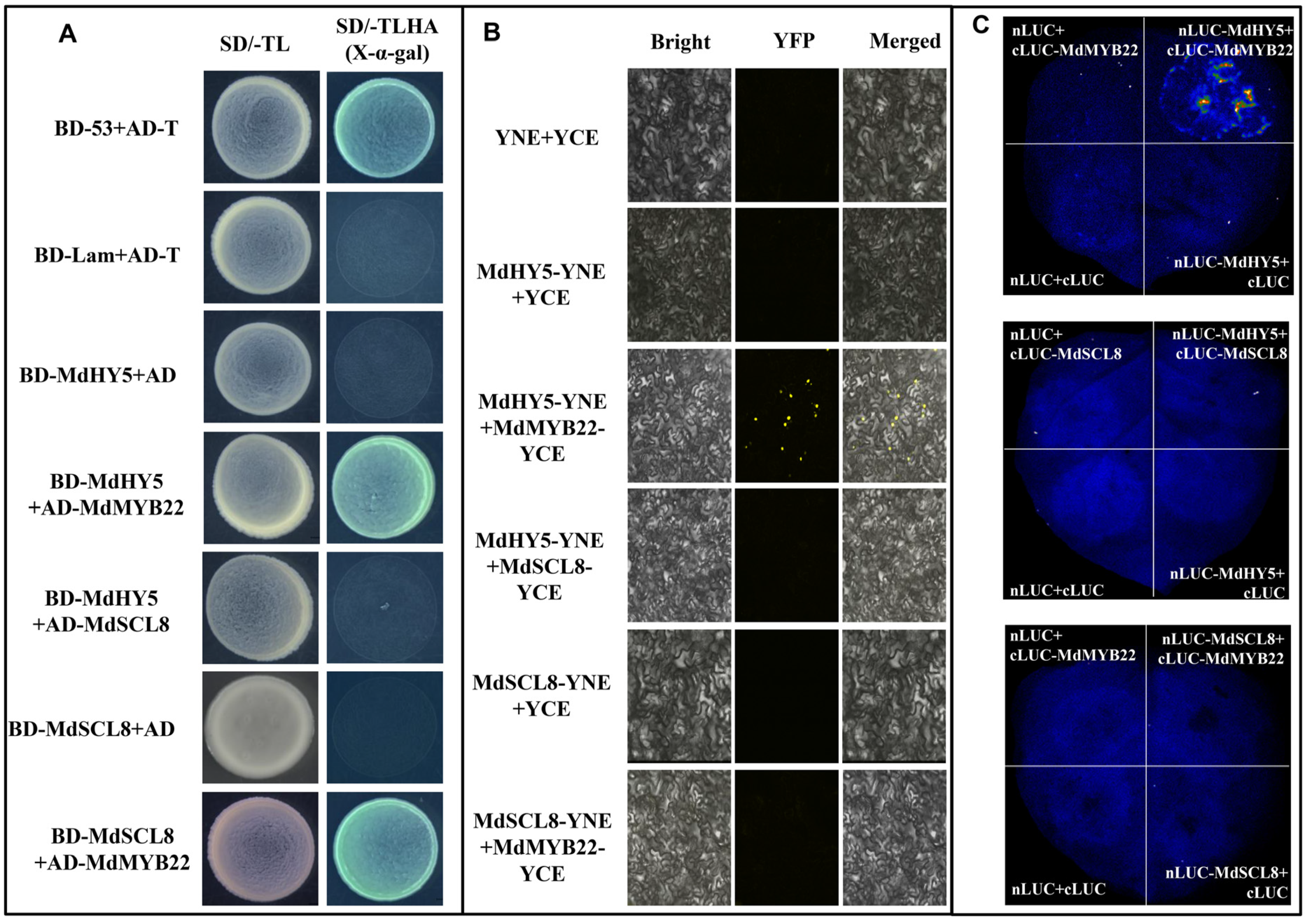 Ijms 23 02033 g006 550