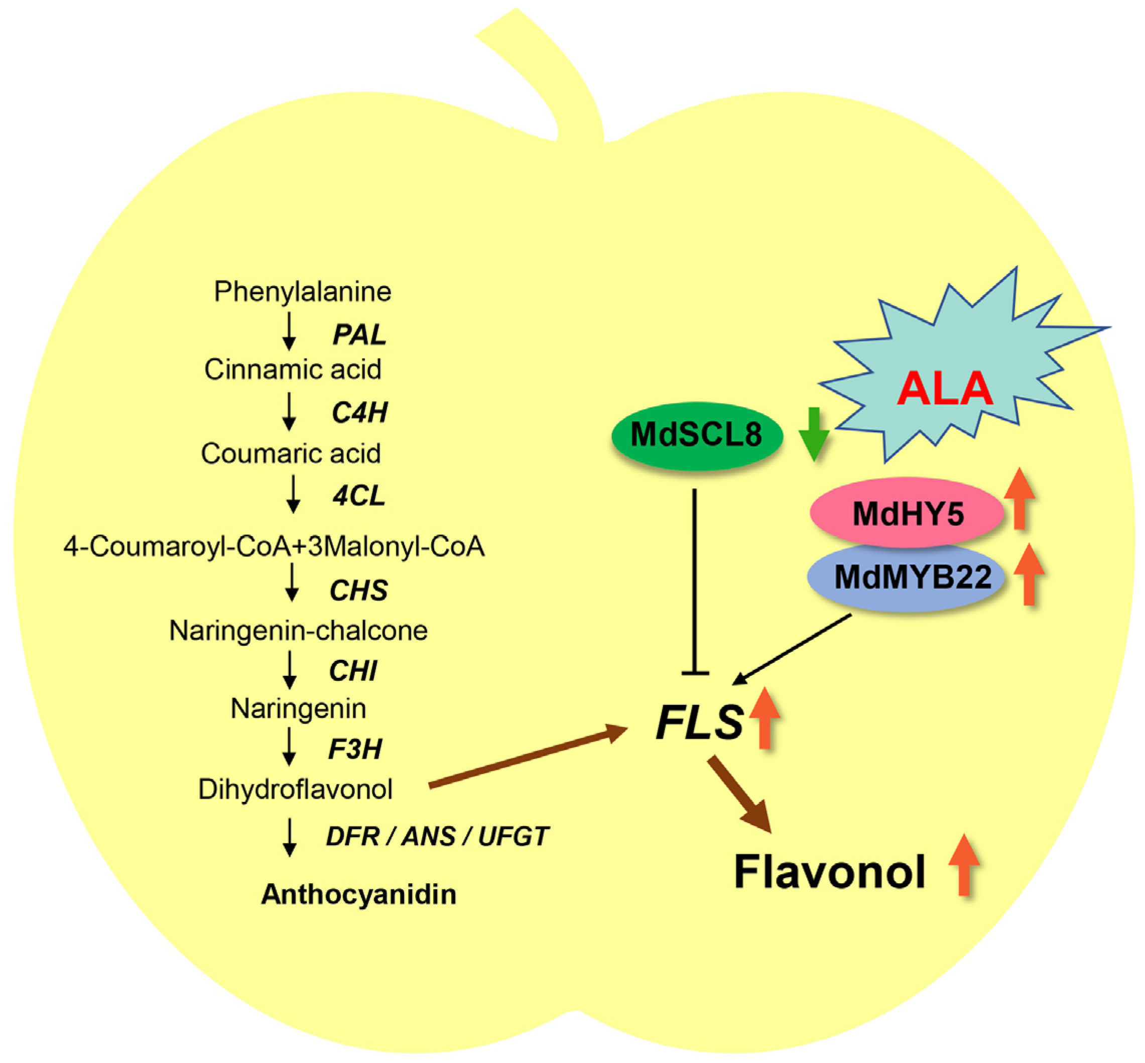 Ijms 23 02033 g007 550