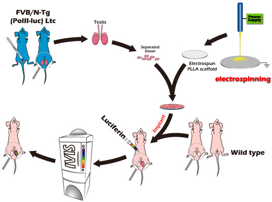 IJMS | Free Full-Text | Immature Testicular Tissue Engineered from Weaned Mice to Adults for Prepubertal Fertility Preservation—An In Vivo Translational Study IJMS | Free Full-Text | Immature Testicular Tissue Engineered from Weaned Mice to Adults for Prepubertal Fertility Preservation—An In Vivo Translational Study