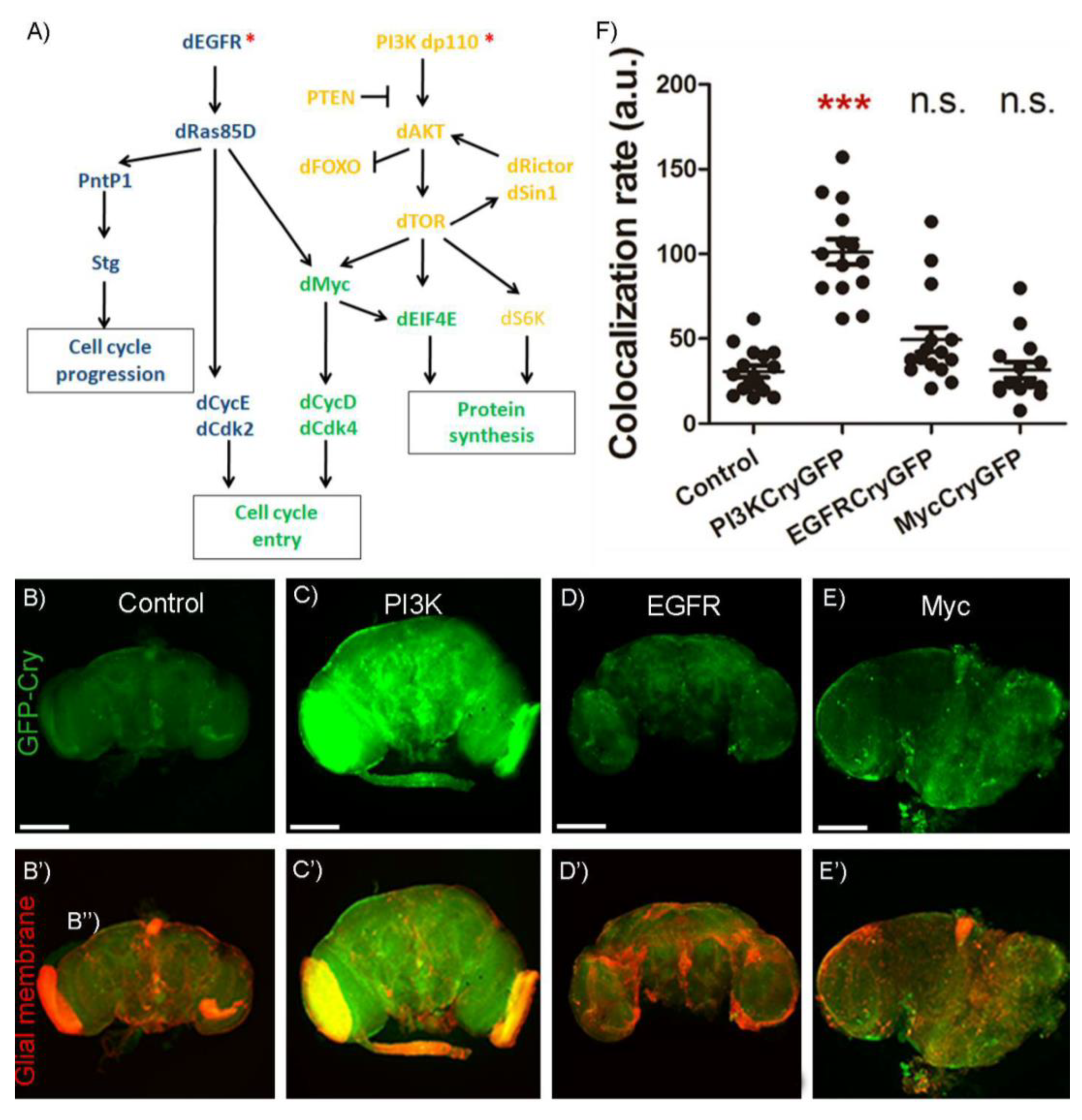 Ijms 23 02043 g003 Ijms 23 02043 g003