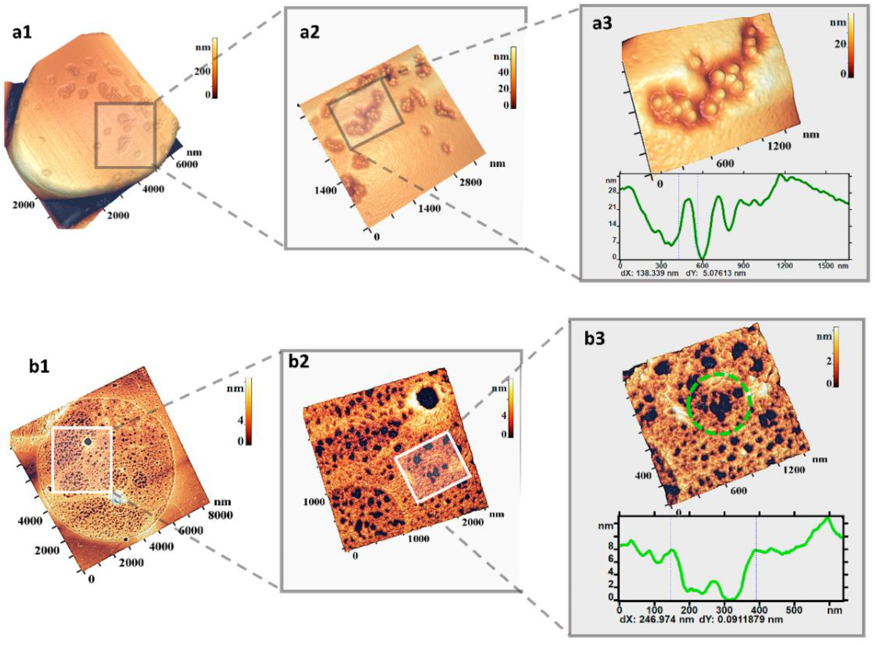 Ijms 23 02045 g006 550