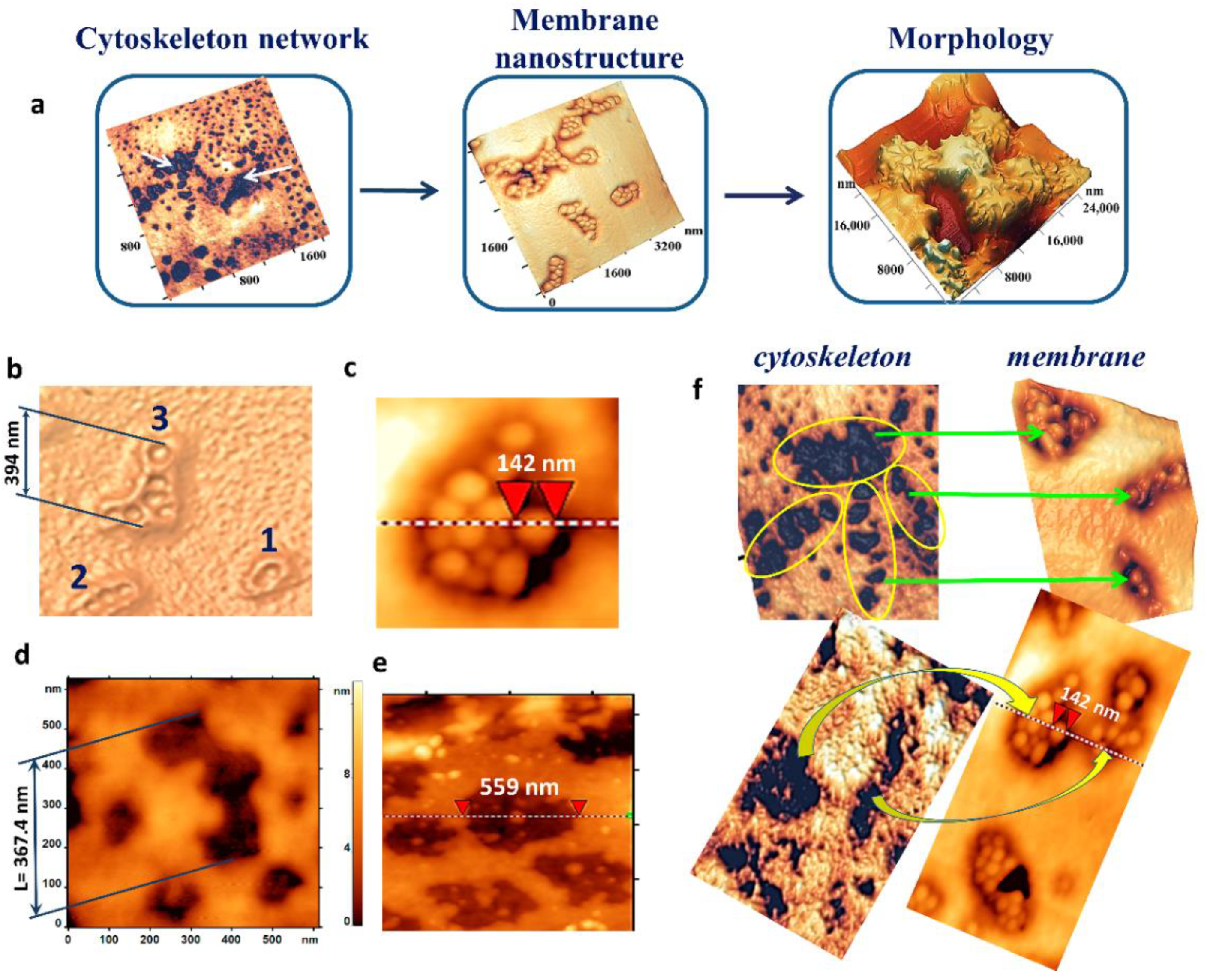 Ijms 23 02045 g007 550