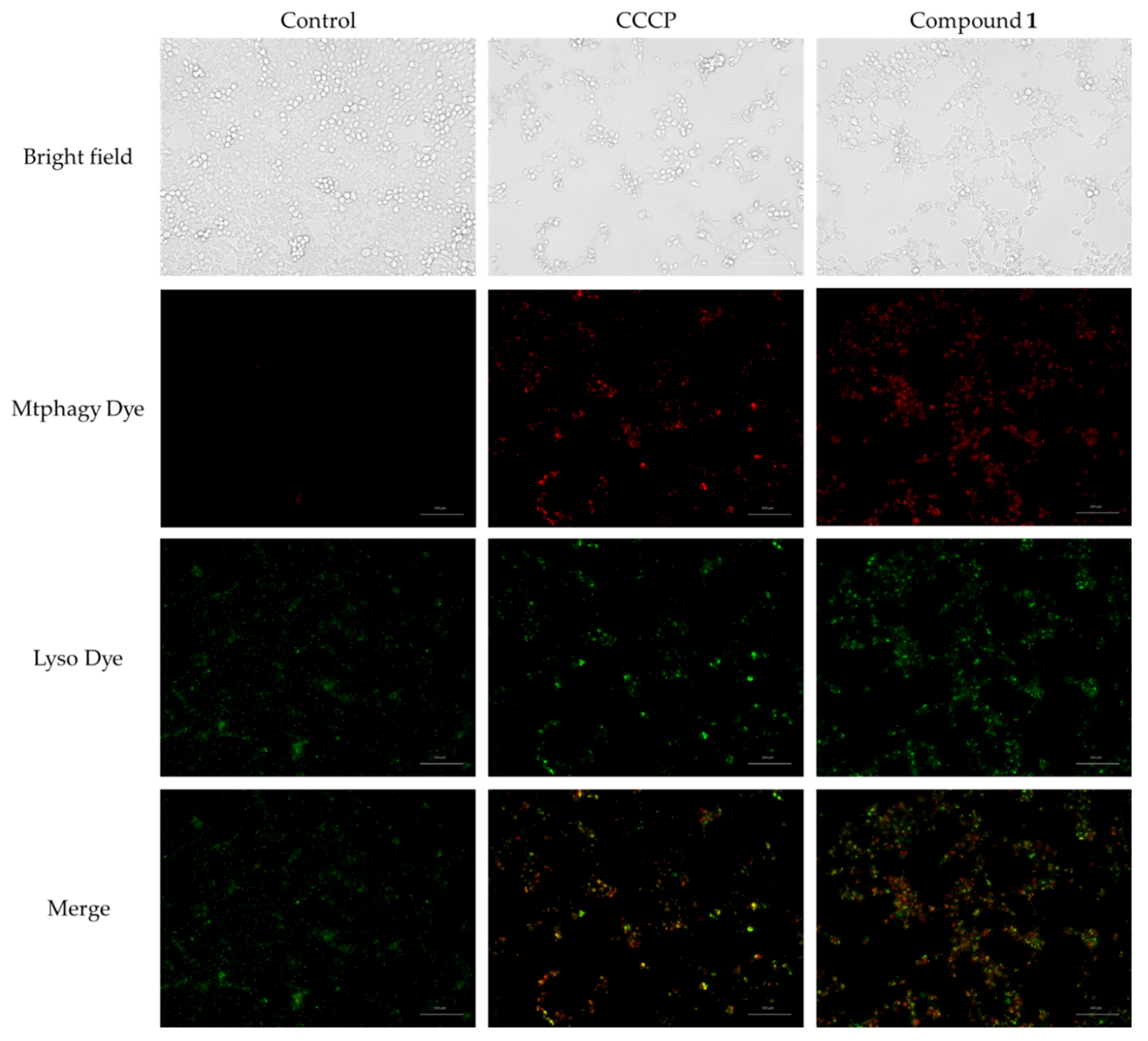 Ijms 23 02047 g011 550