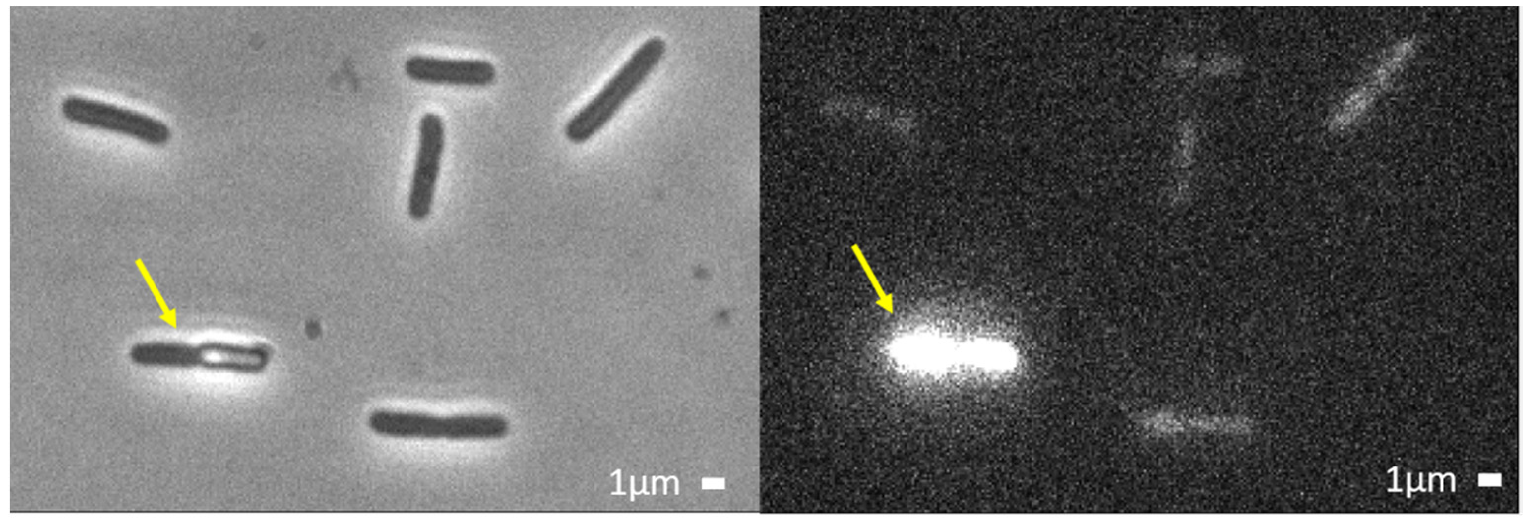 Ijms 23 02057 g003 Ijms 23 02057 g003