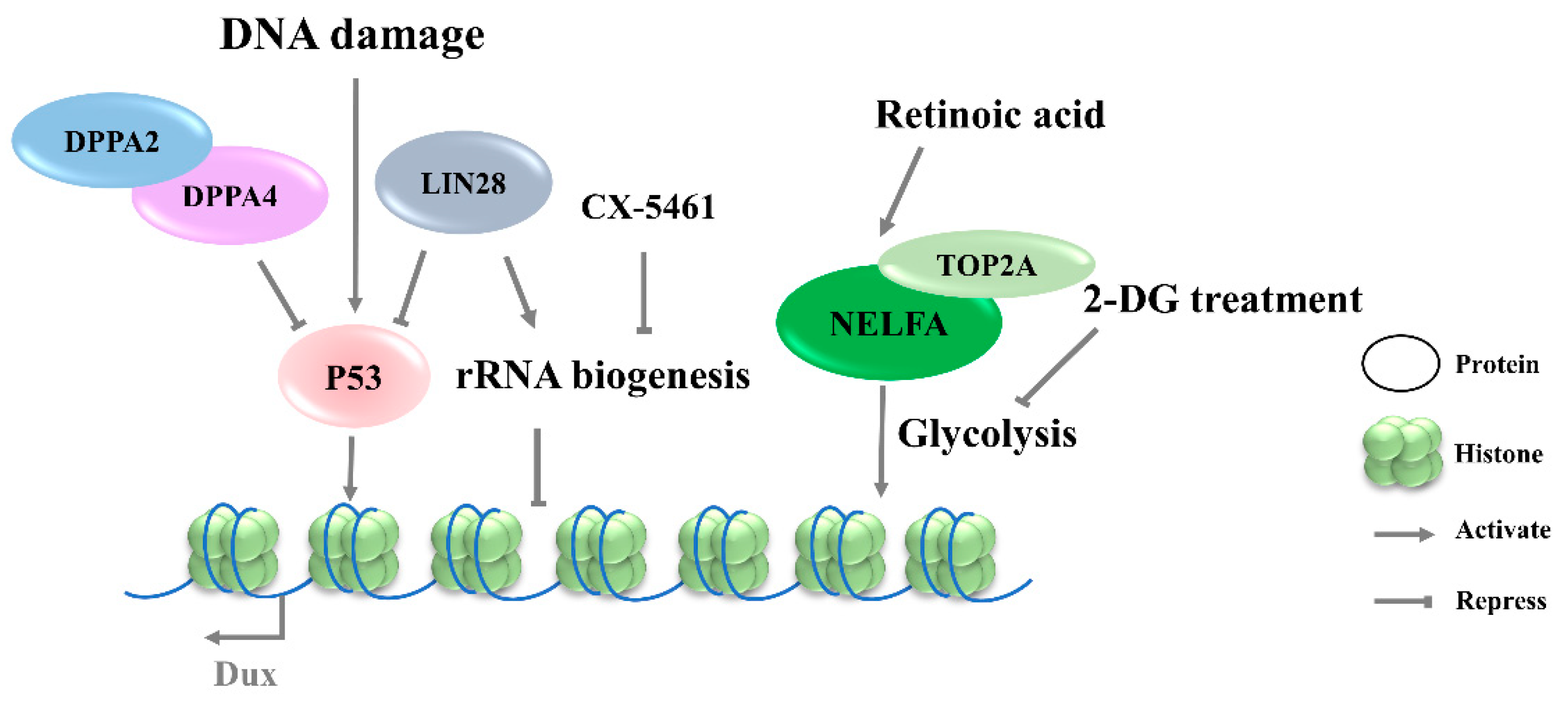 DUX: One Transcription Factor Controls 2-Cell-like Fate
