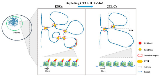 DUX: One Transcription Factor Controls 2-Cell-like Fate