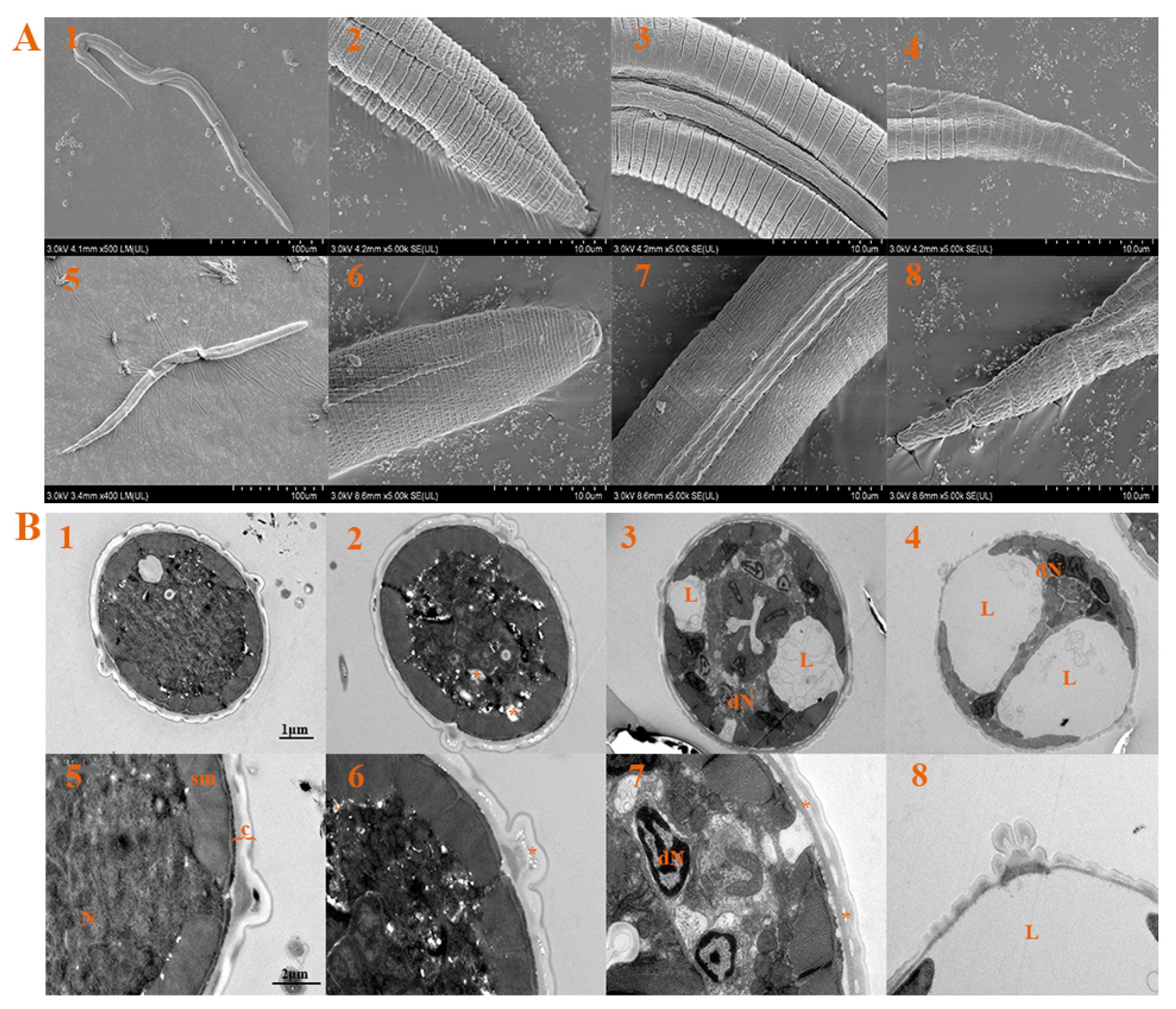 Ijms 23 02080 g005 550