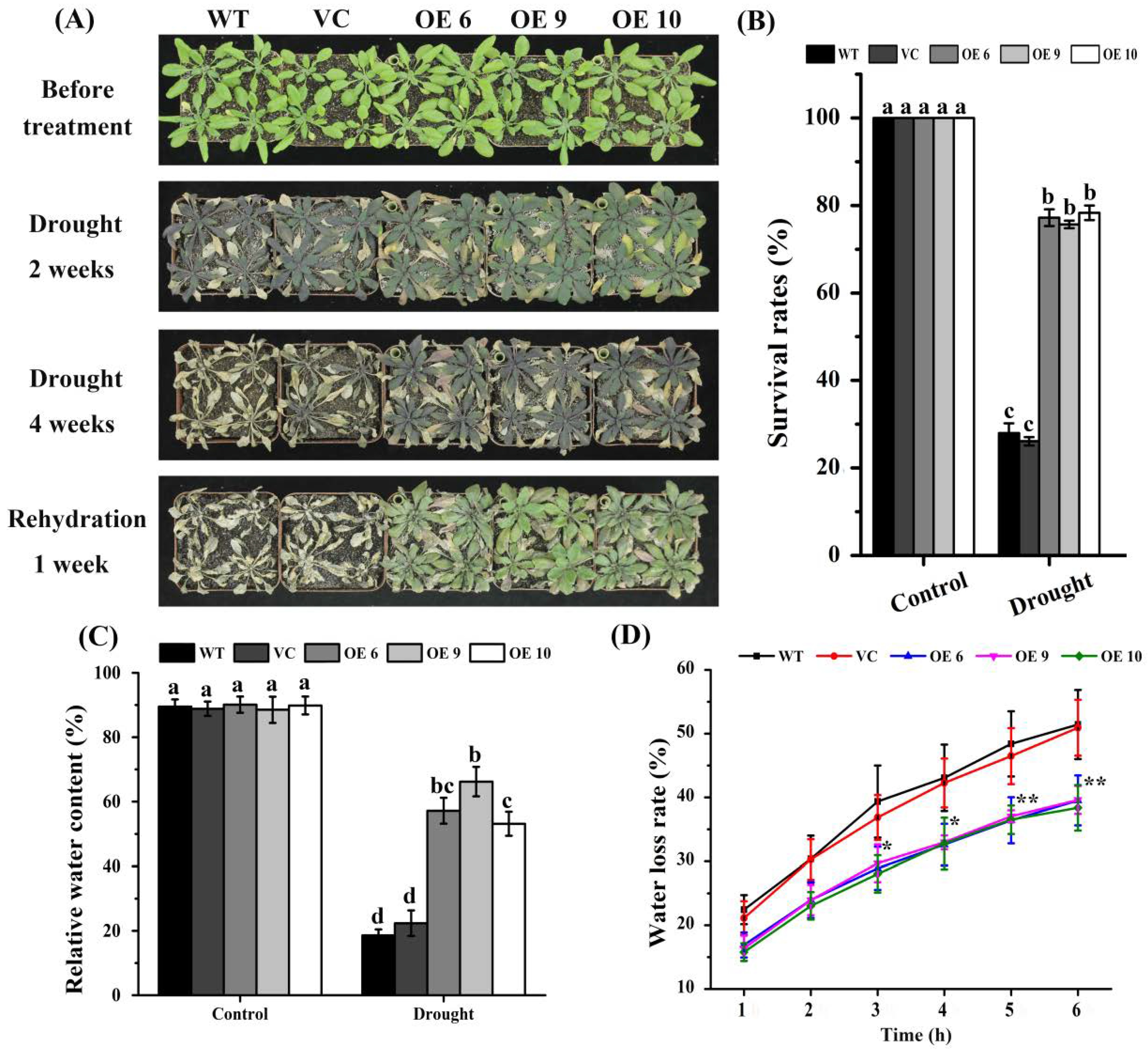 Ijms 23 02085 g002 550