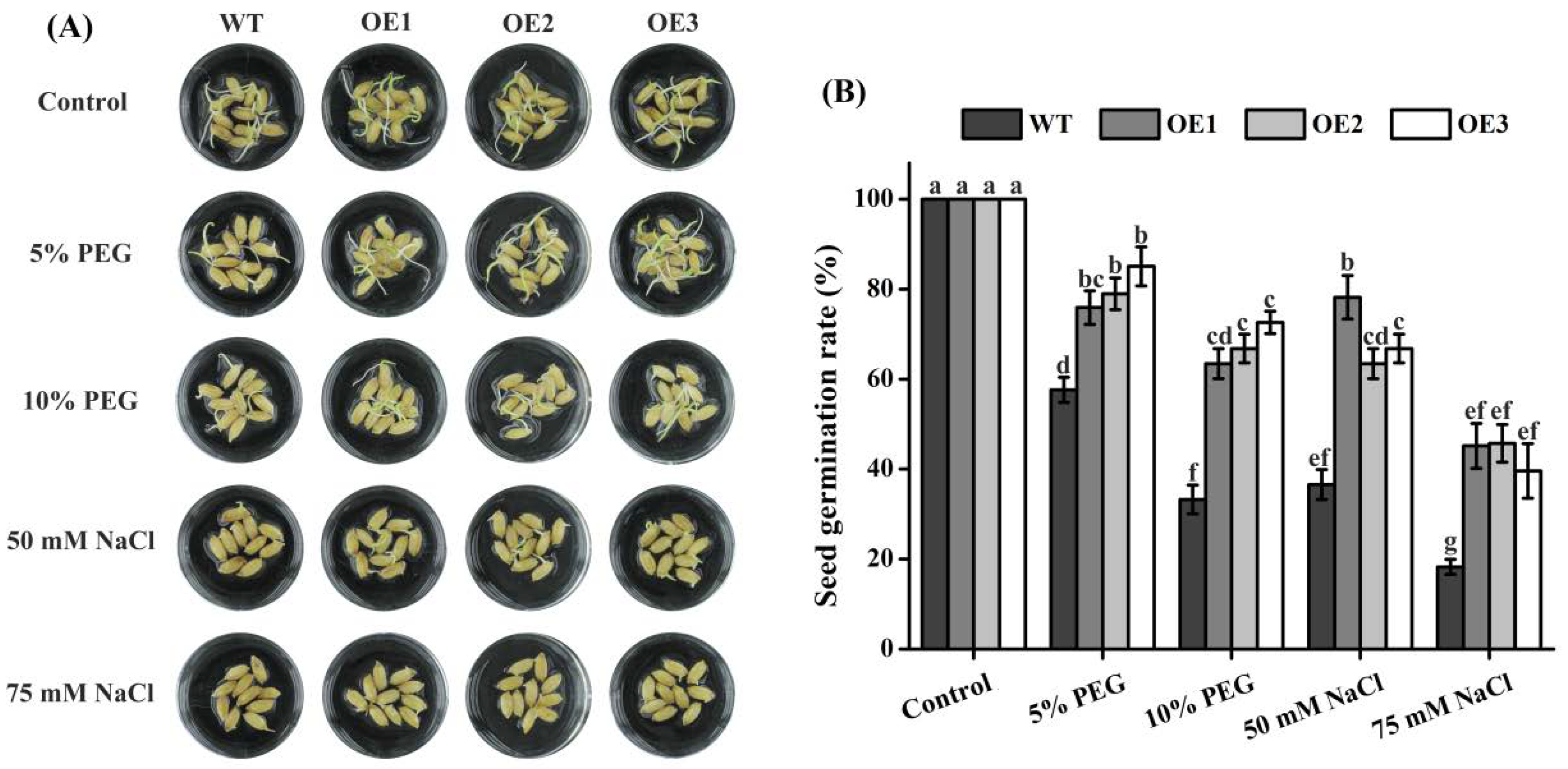 Ijms 23 02085 g005 550