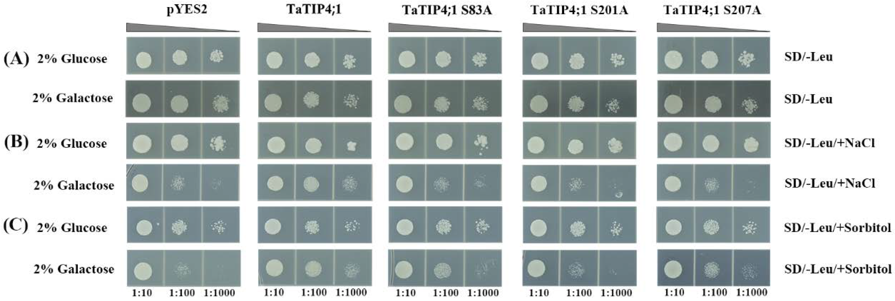 Ijms 23 02085 g011 550