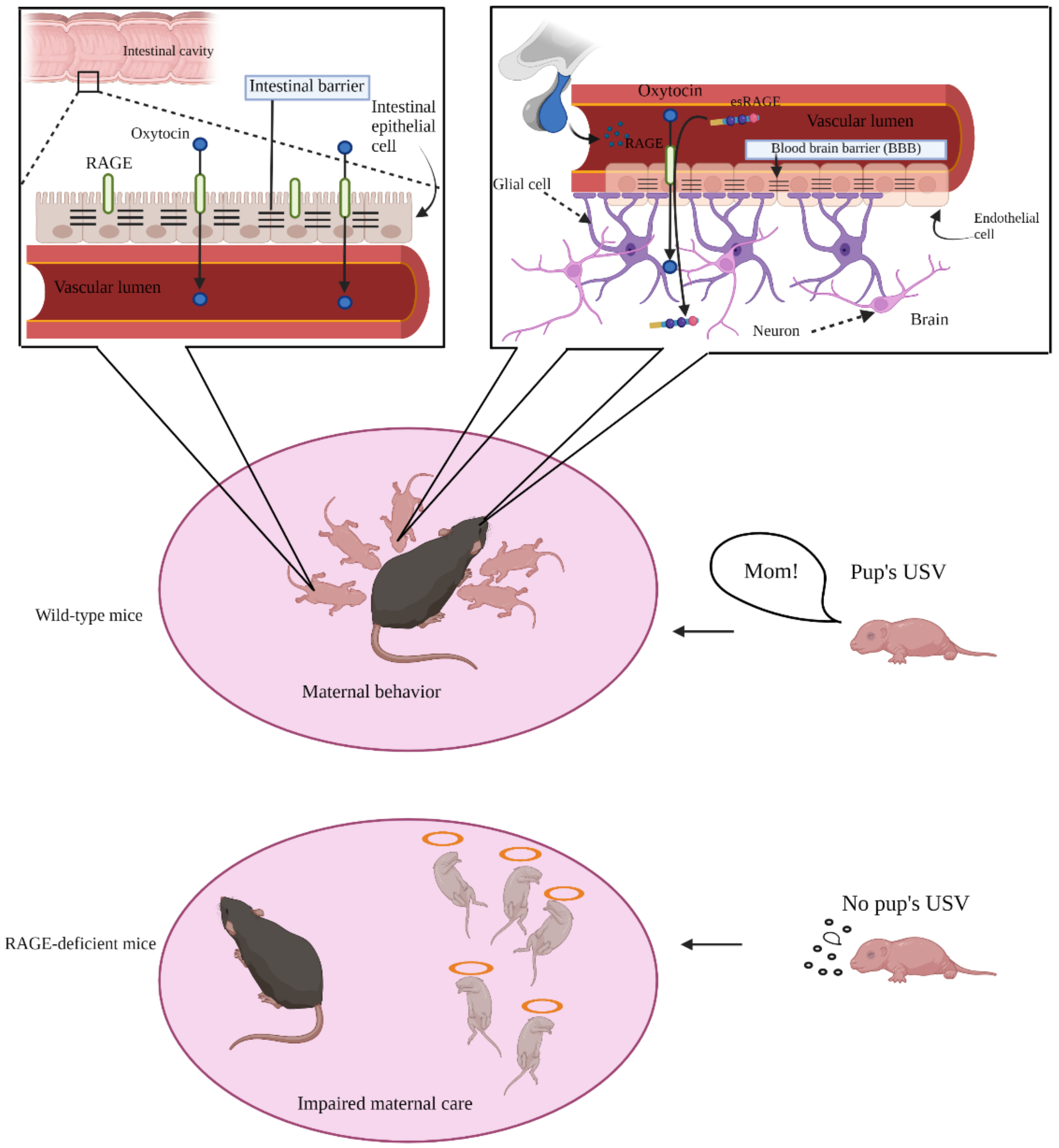 Ijms 23 02086 g002 Ijms 23 02086 g002