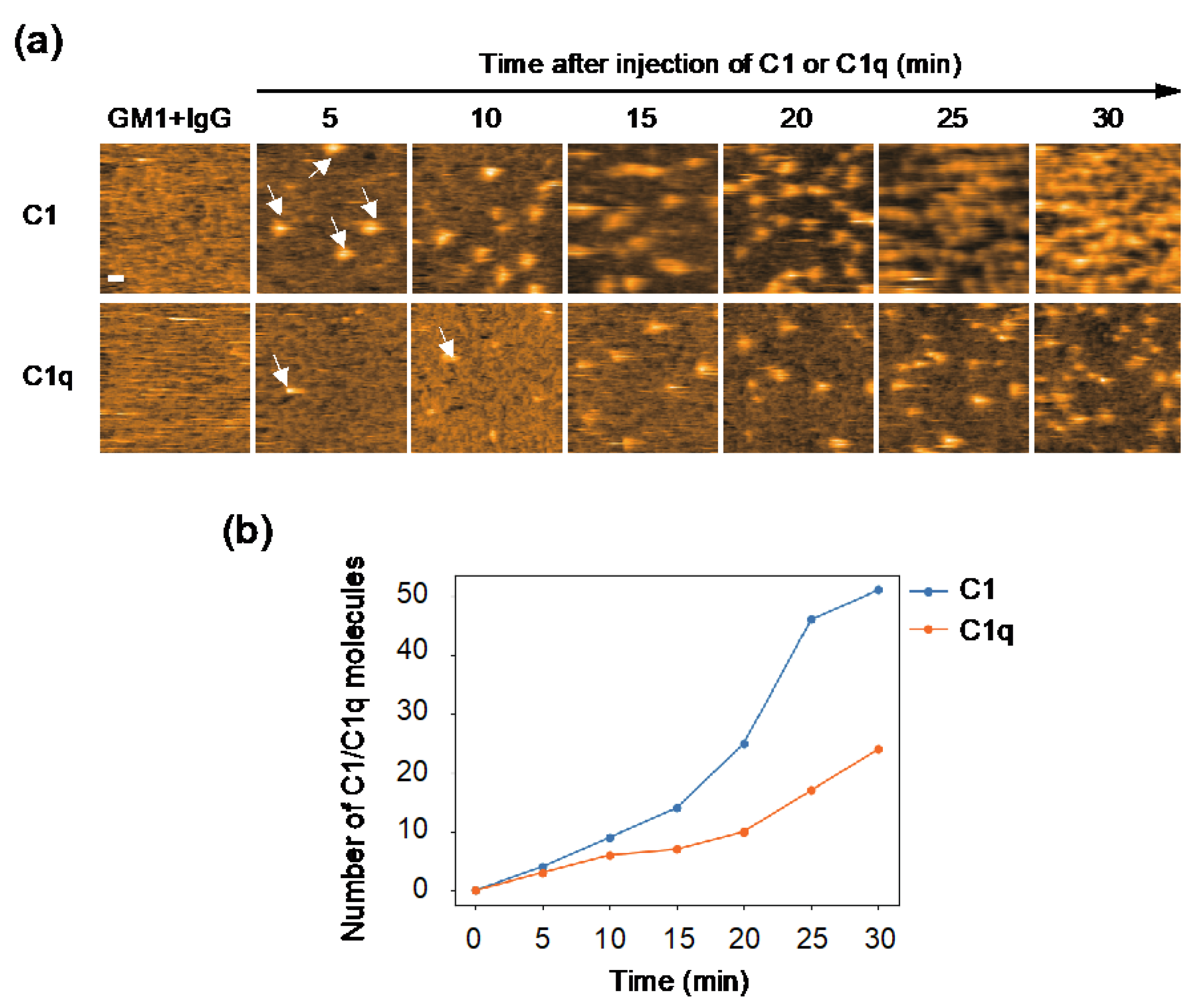 Ijms 23 02090 g002 550