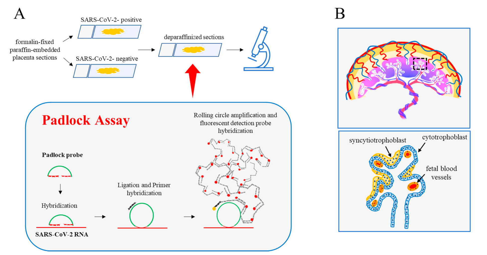 Ijms 23 02100 g001 550