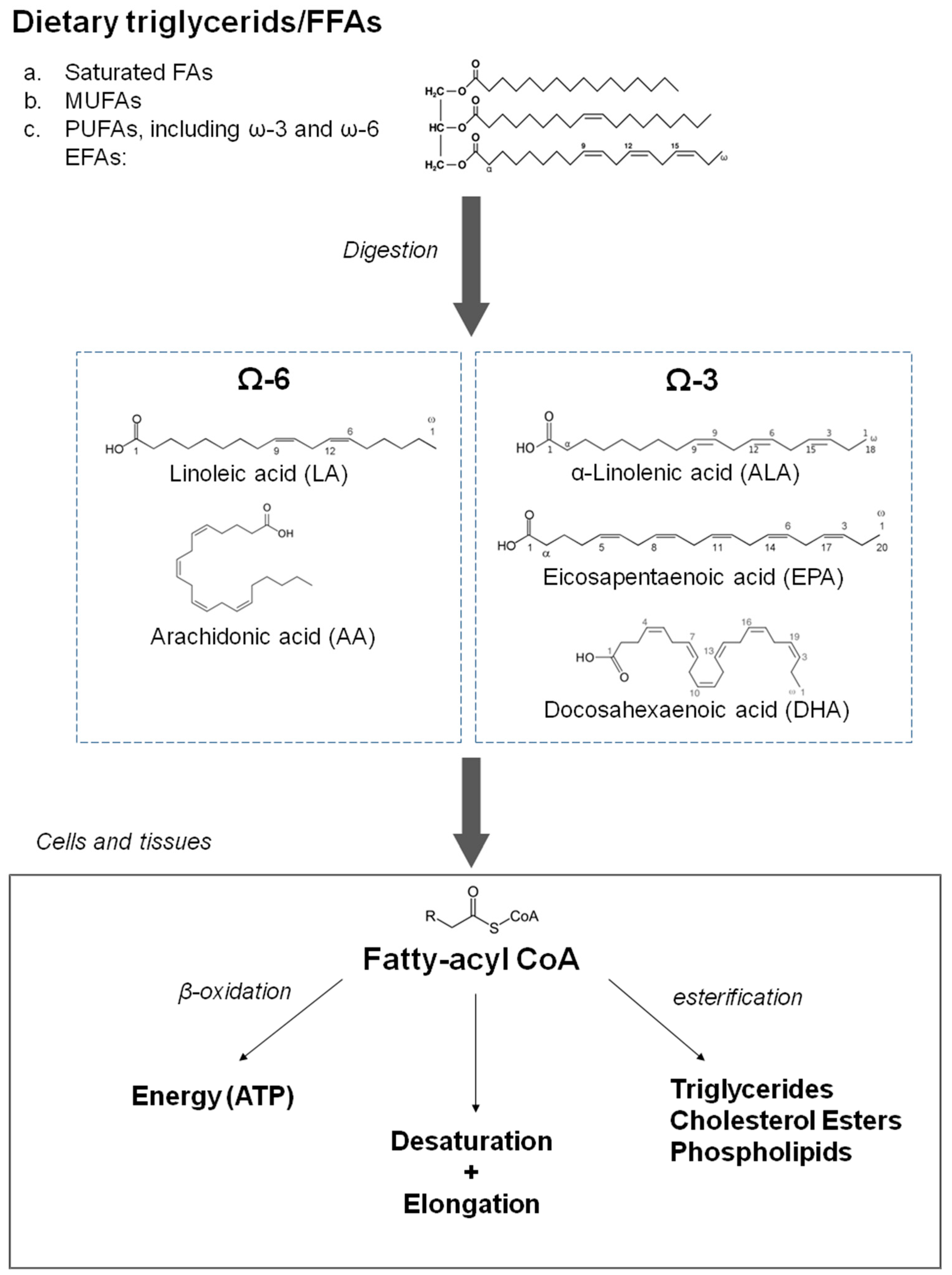 IJMS | Free | Omega-3 Polyunsaturated Fatty Acids&mdash;Vascular Cardiac Effects on the Cellular and Molecular Level (Narrative Review)