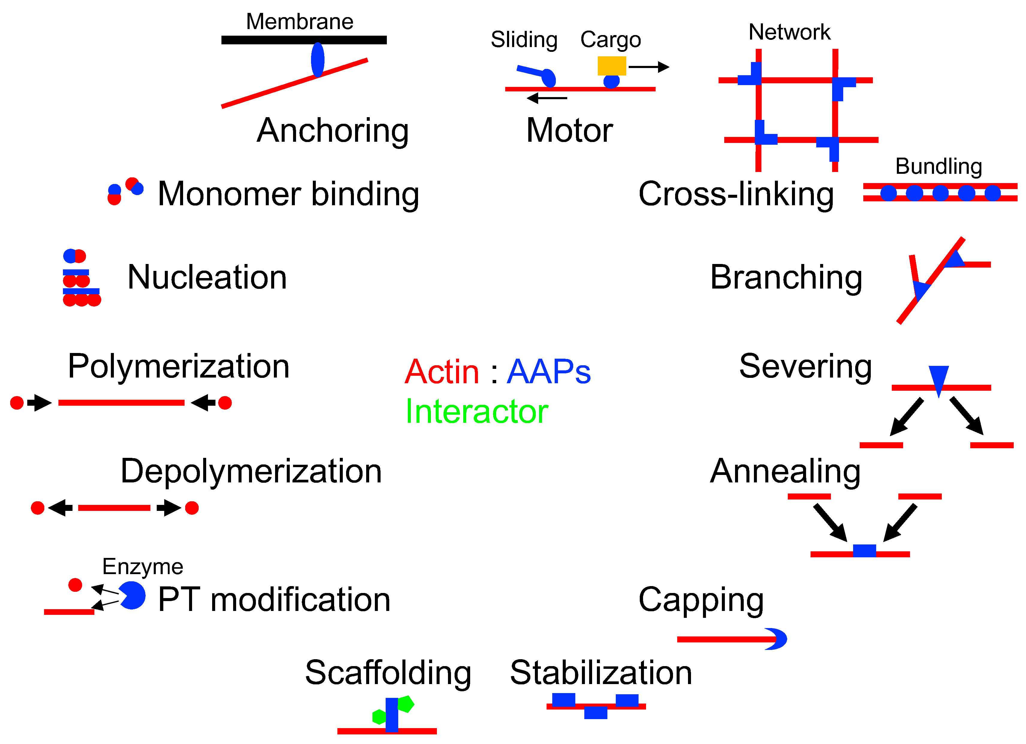 Ijms 23 02118 g002 550