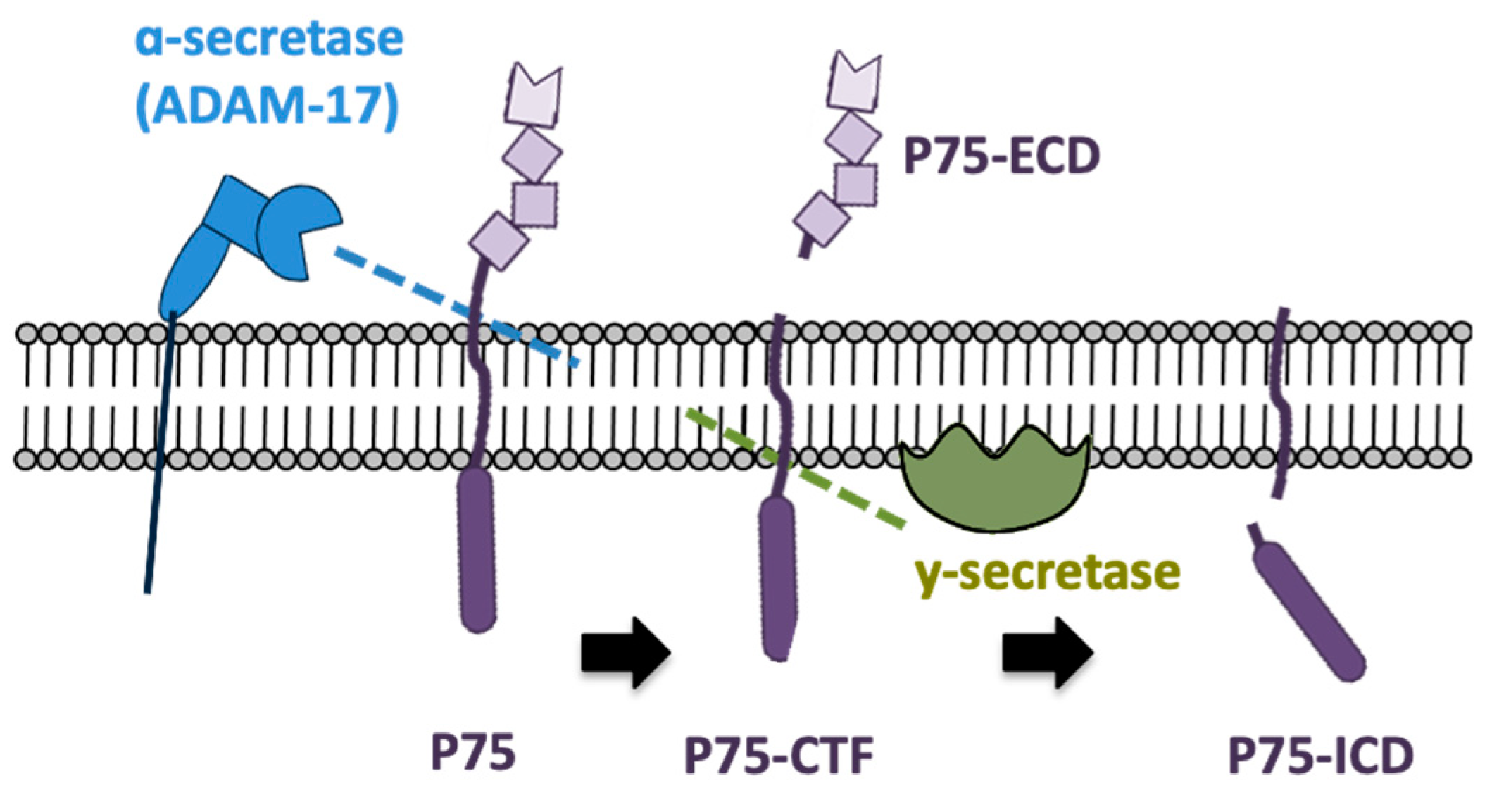 Ijms 23 02124 g001 550