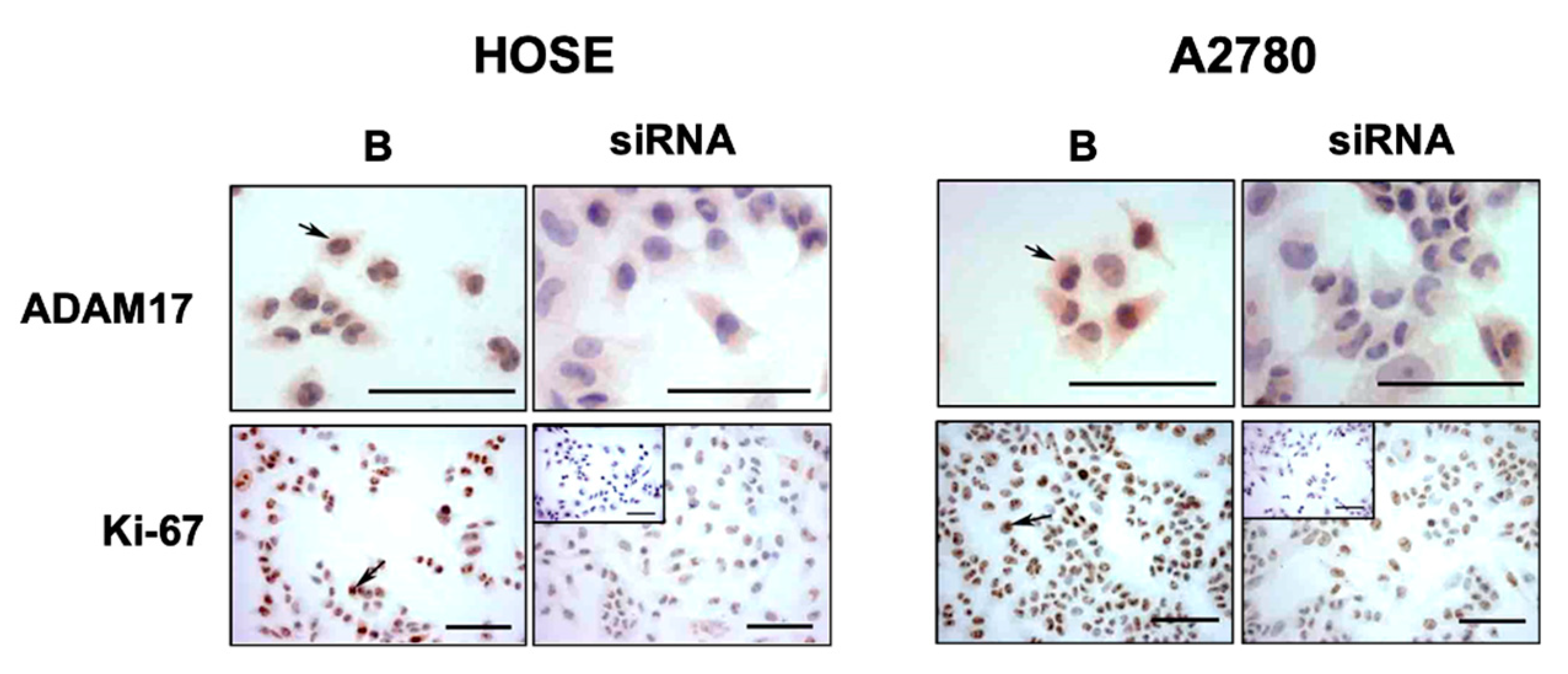 Ijms 23 02124 g006 550