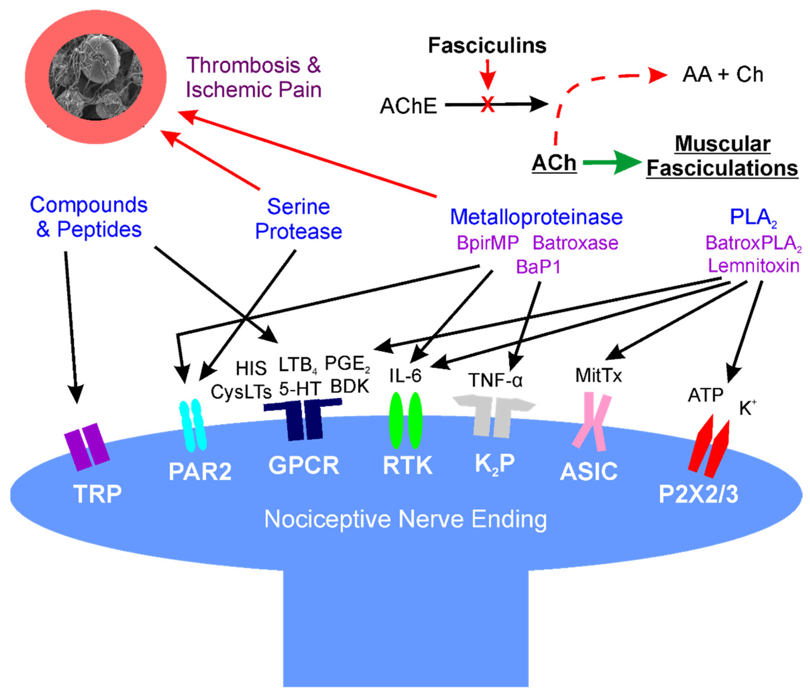 Ijms 23 02128 g001 550