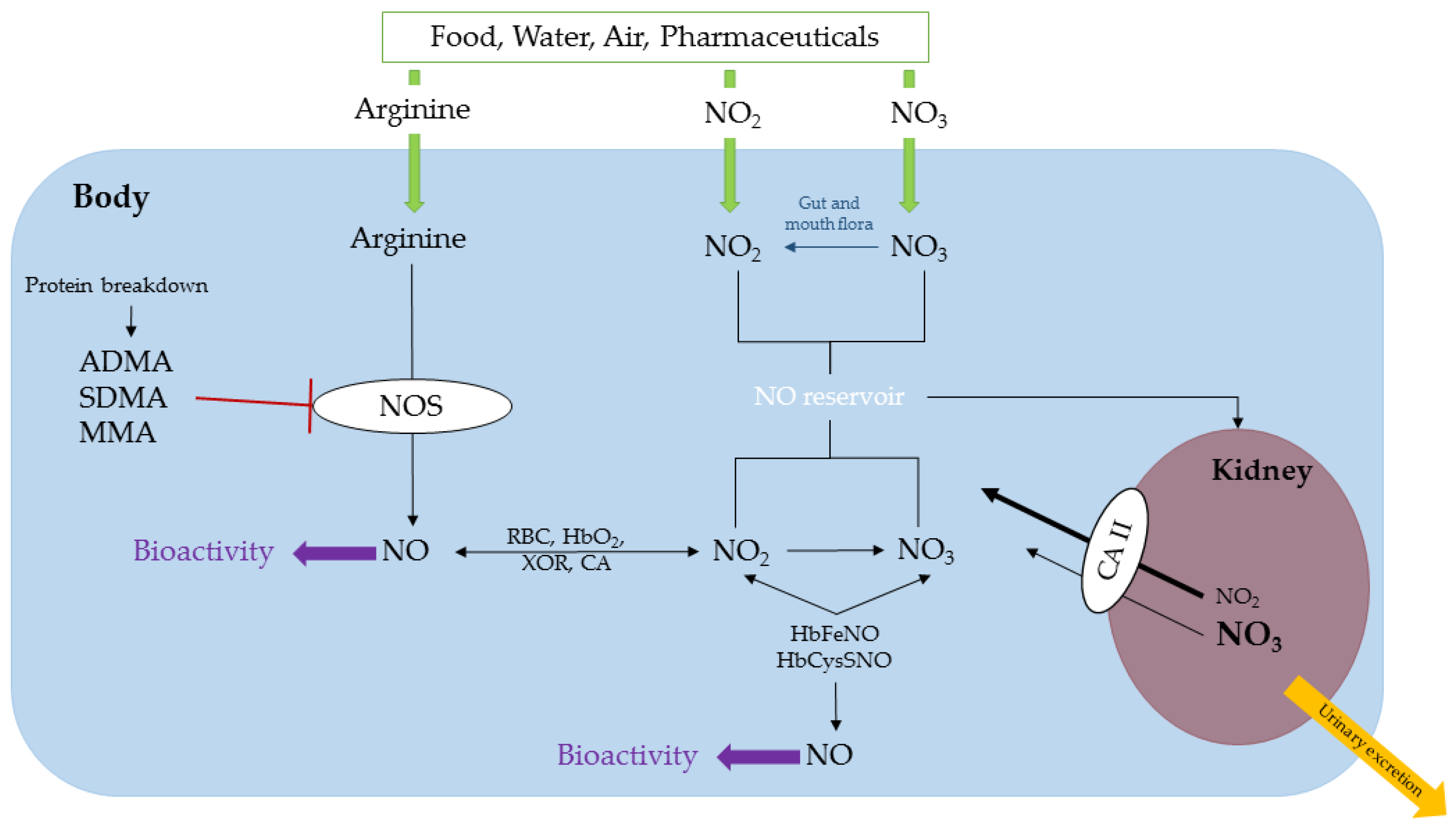 Nitric Oxide Pathway at Matthew Andrews blog