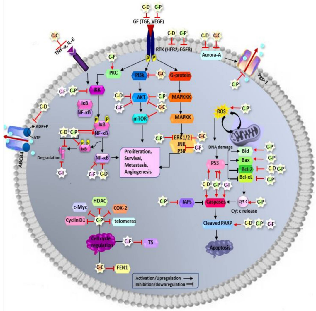 Ijms Free Full Text Curcumin As An Enhancer Of Therapeutic Efficiency Of Chemotherapy Drugs In Breast Cancer Html