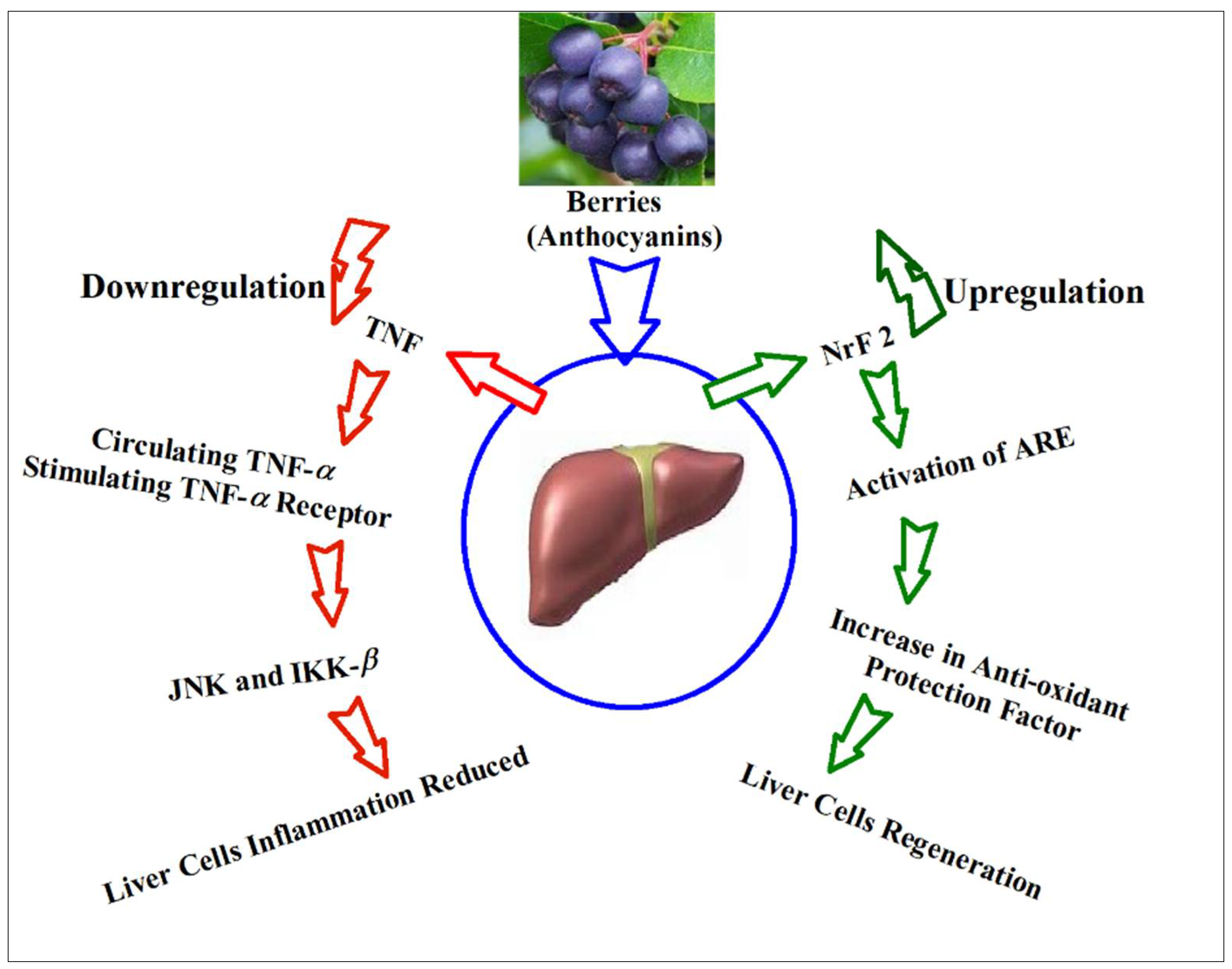 Anthocyanins and liver detoxification