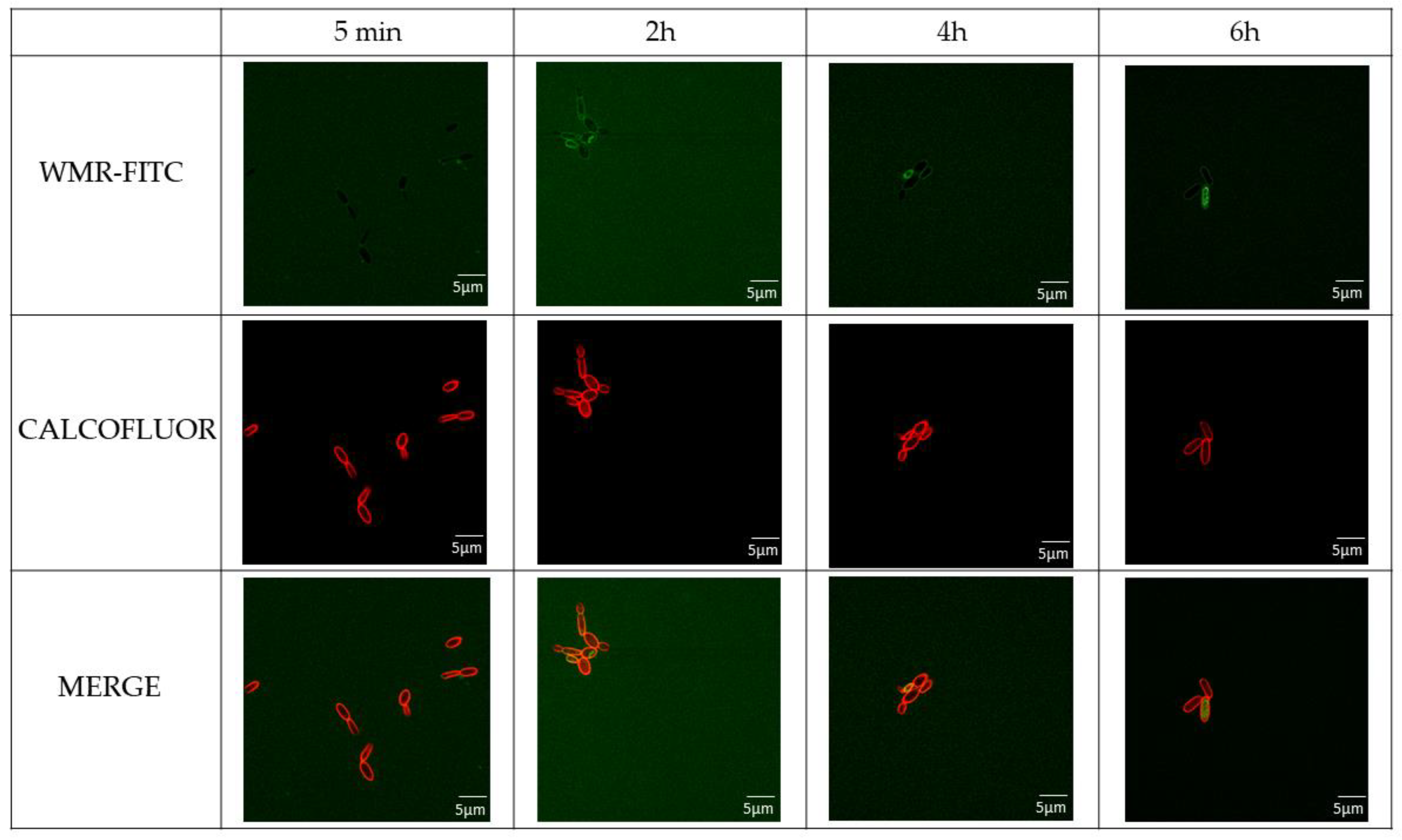Ijms 23 02151 g008 550