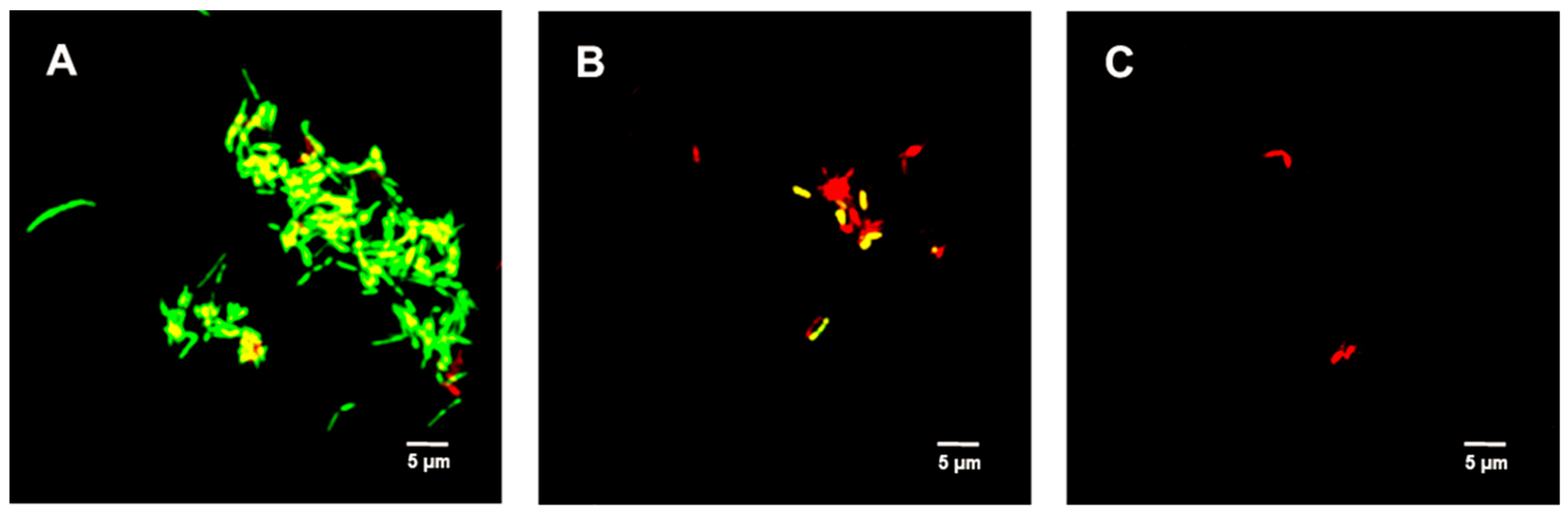 Ijms 23 02153 g004 550