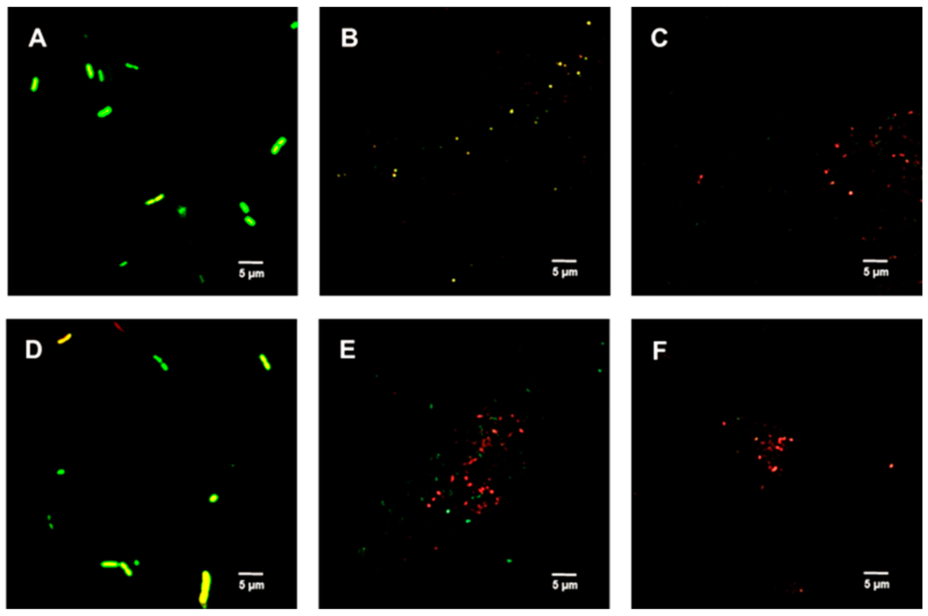 Ijms 23 02153 g005 550