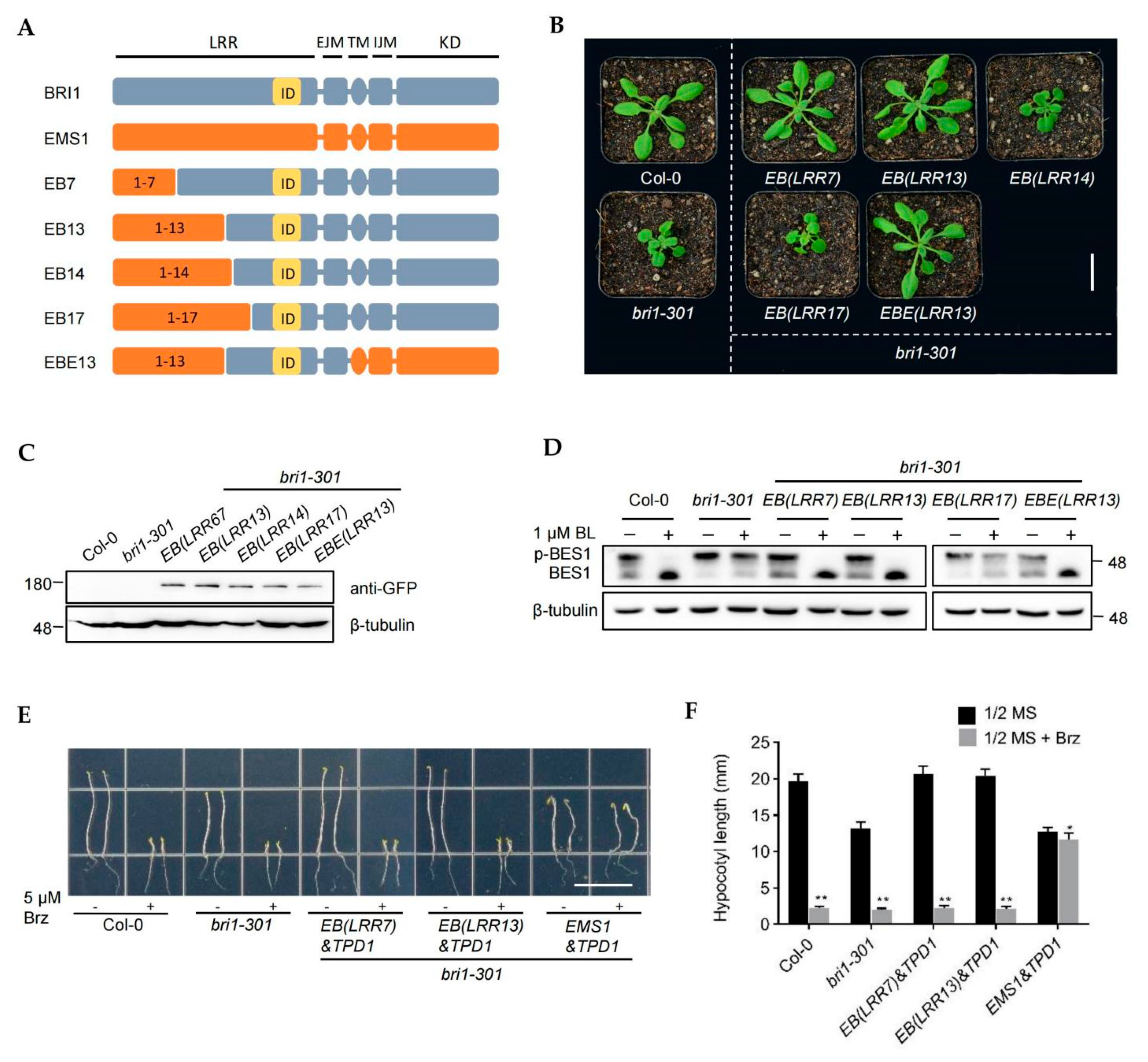 Ijms 23 02155 g002 550