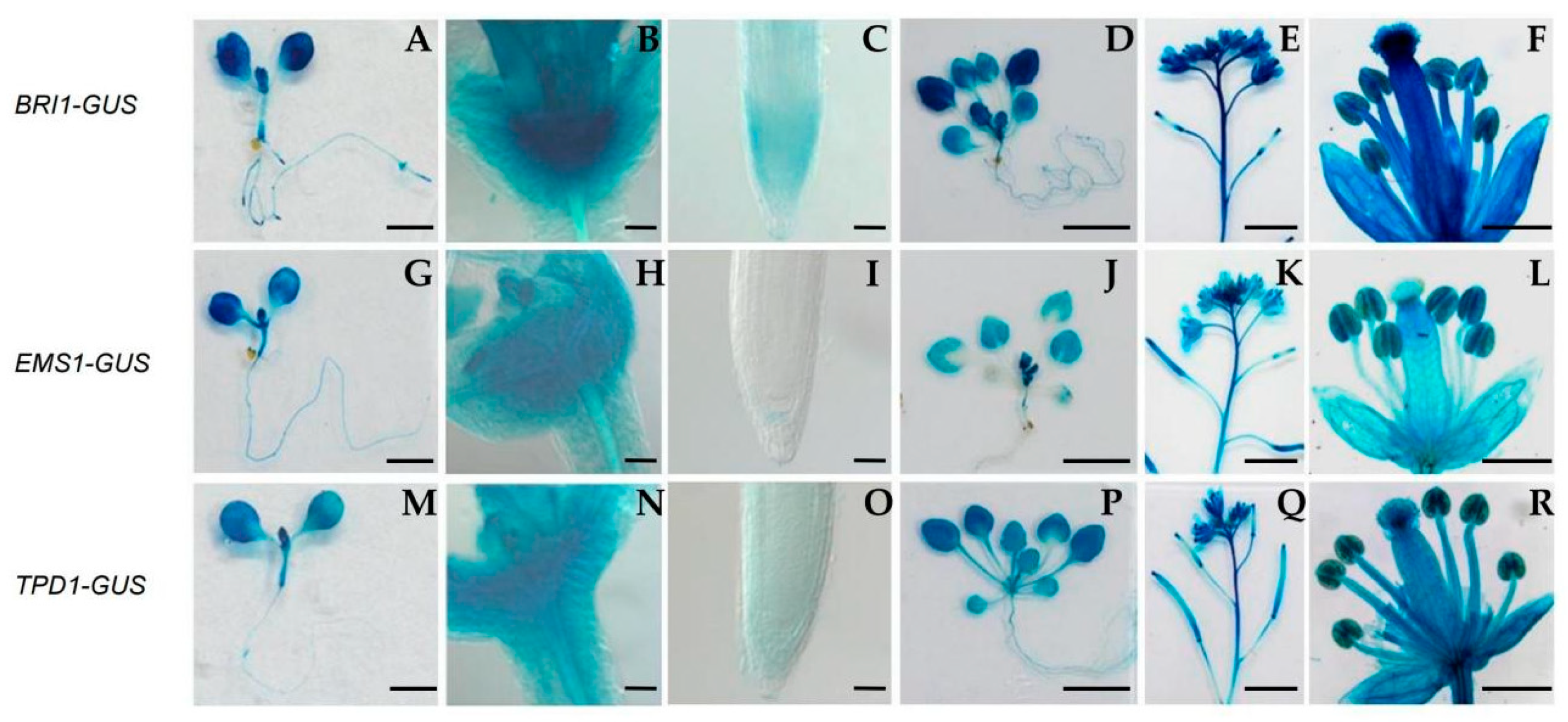 Ijms 23 02155 g006 550