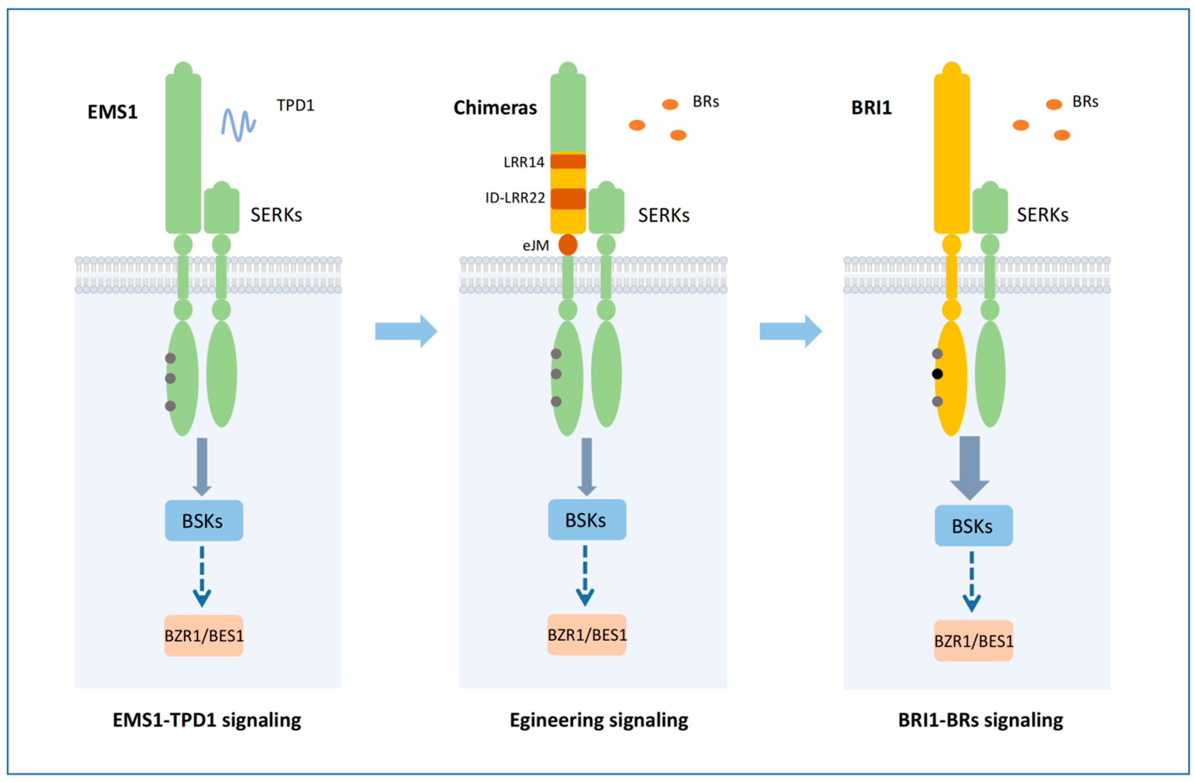 Ijms 23 02155 g007 550