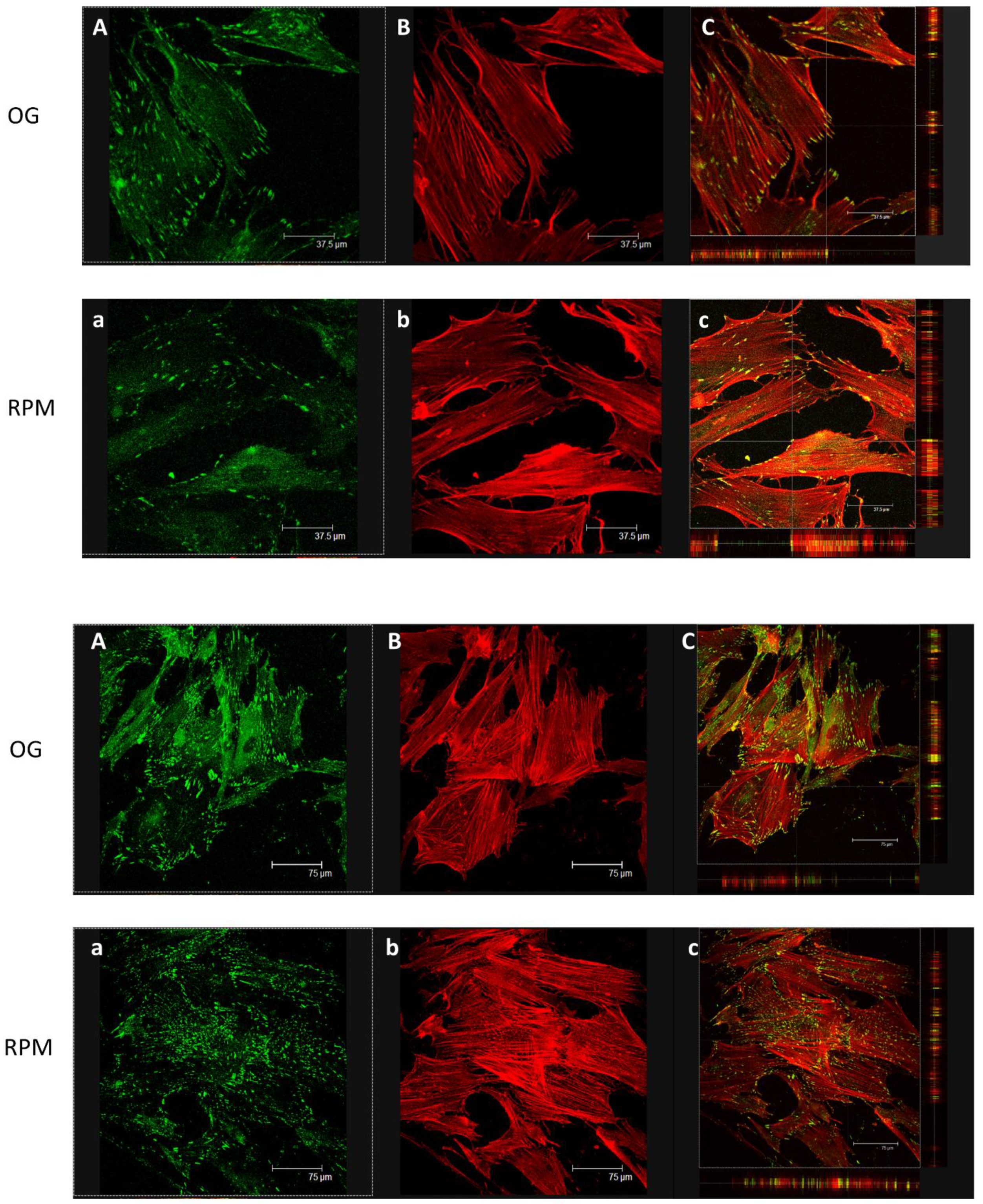 Ijms 23 02163 g009 550