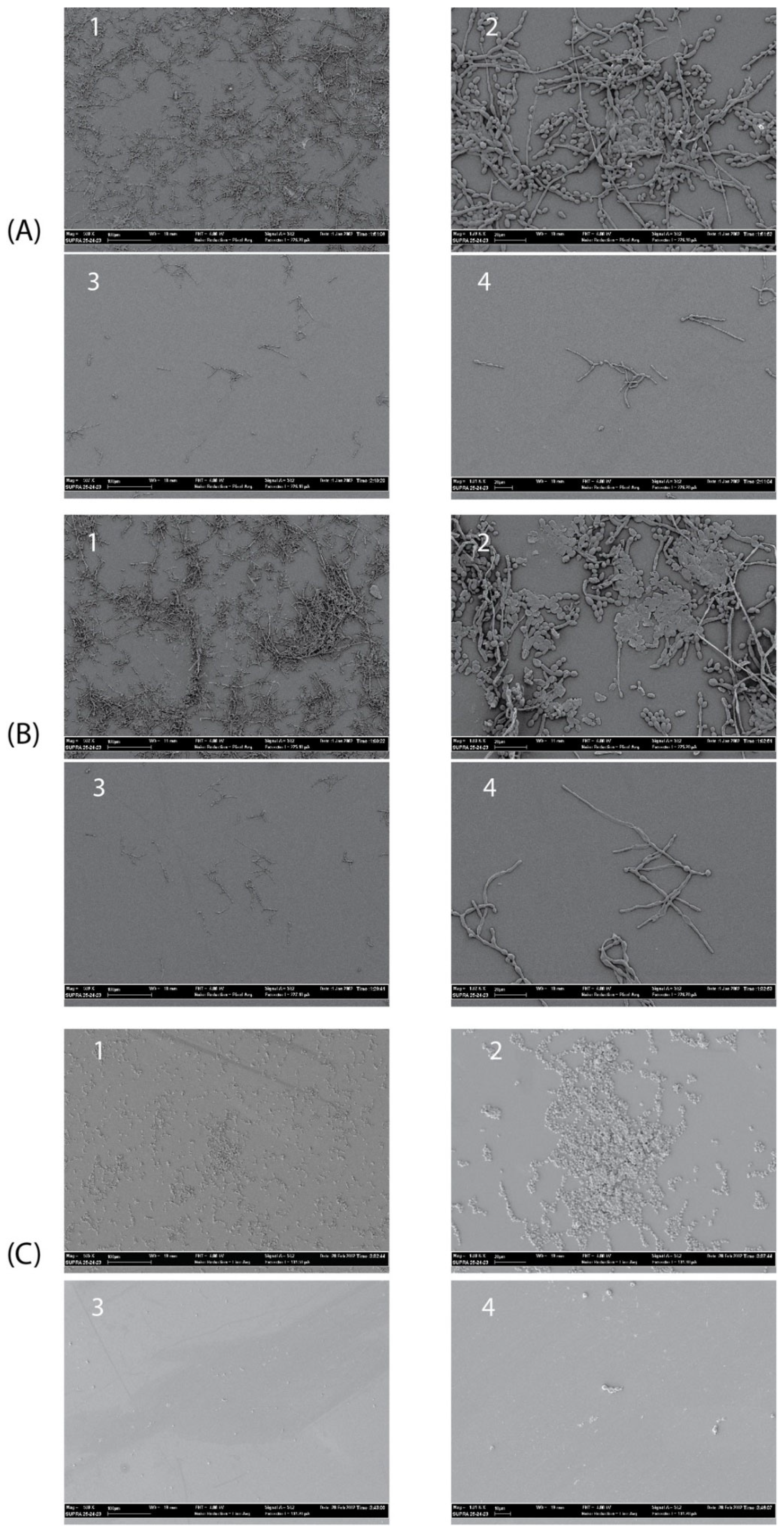 Ijms 23 02164 g007 Ijms 23 02164 g007